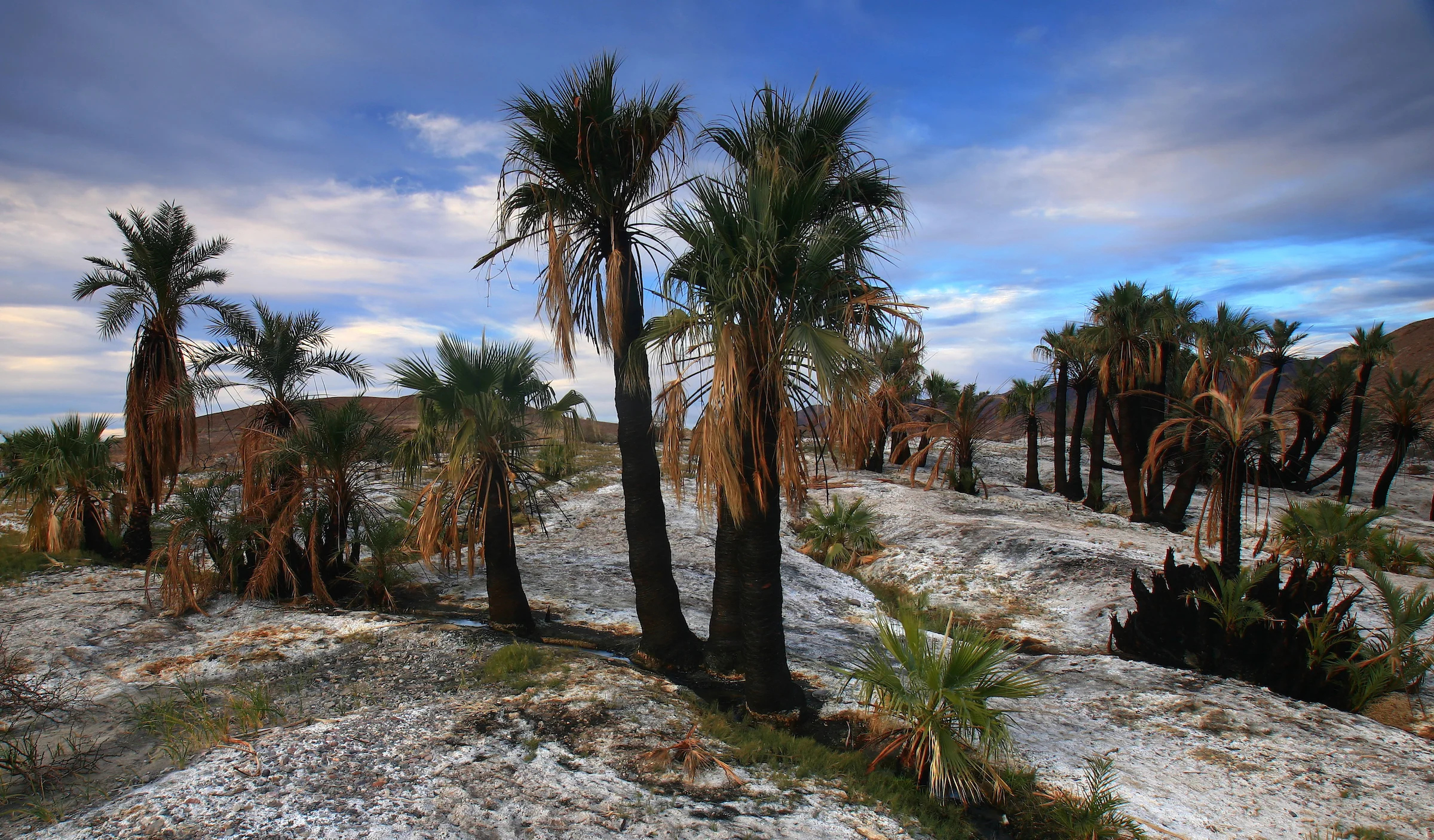 Desert Palms +