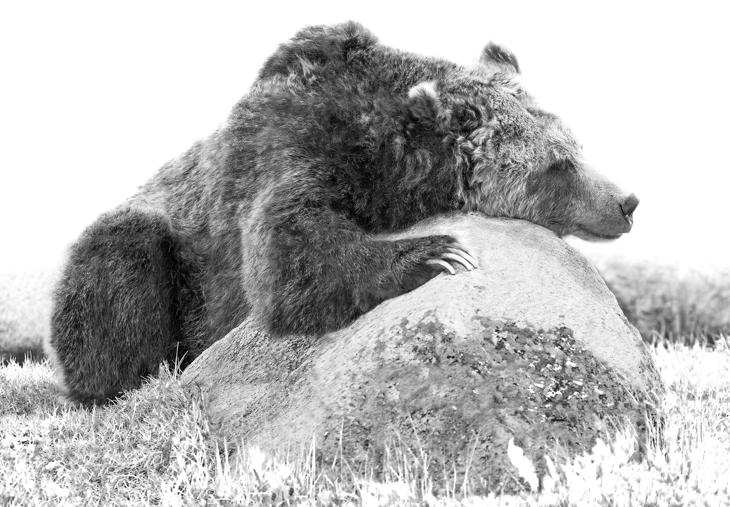 Sleeping bear - Stock Illustration [68869554] - PIXTA