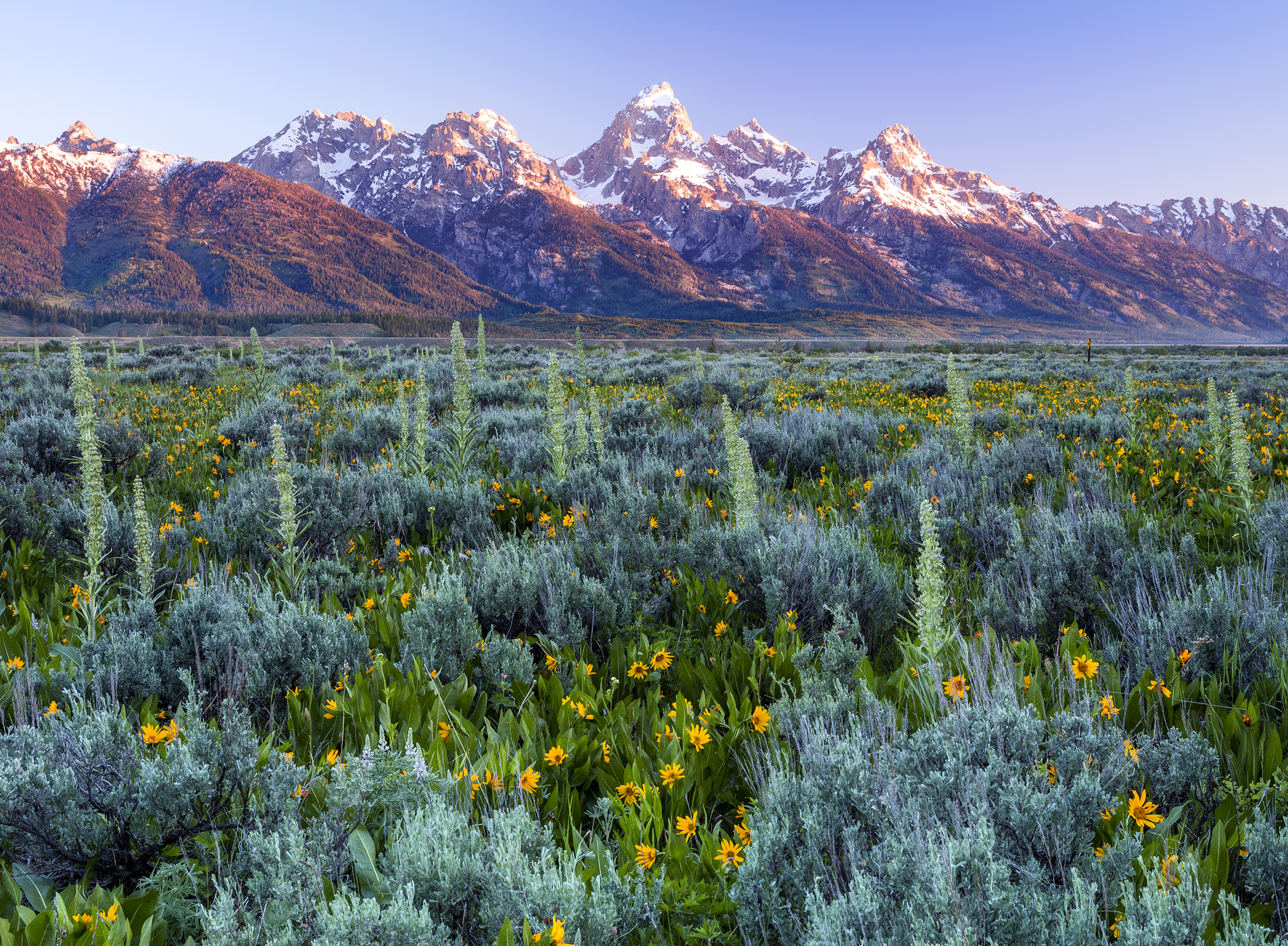 Teton Flowers