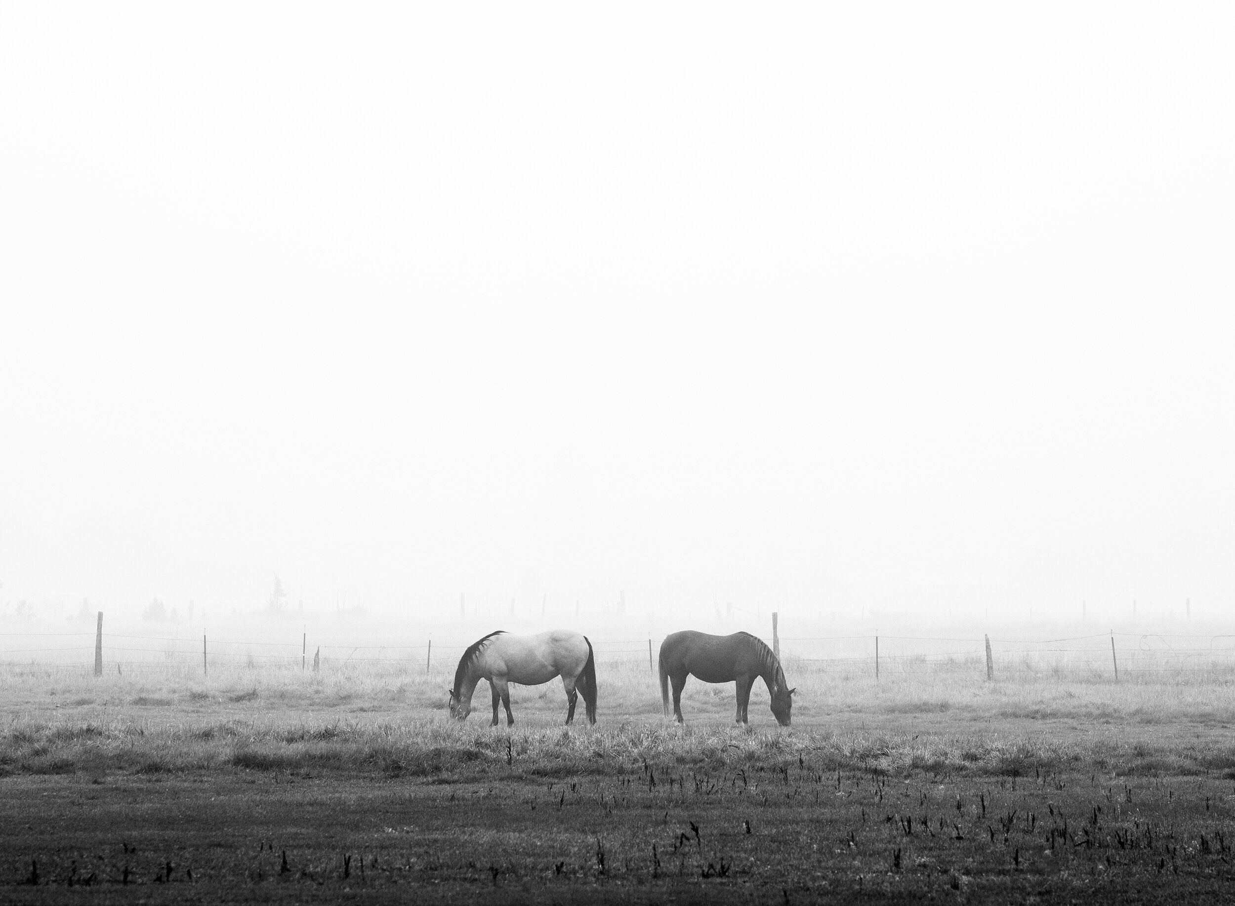Grazing Duo.jpg