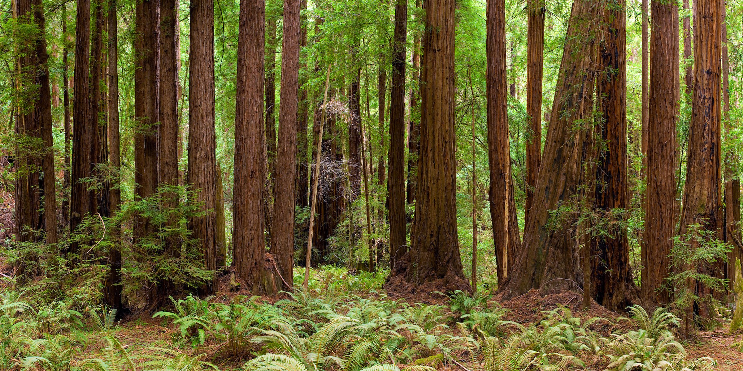 Majestic Forest +