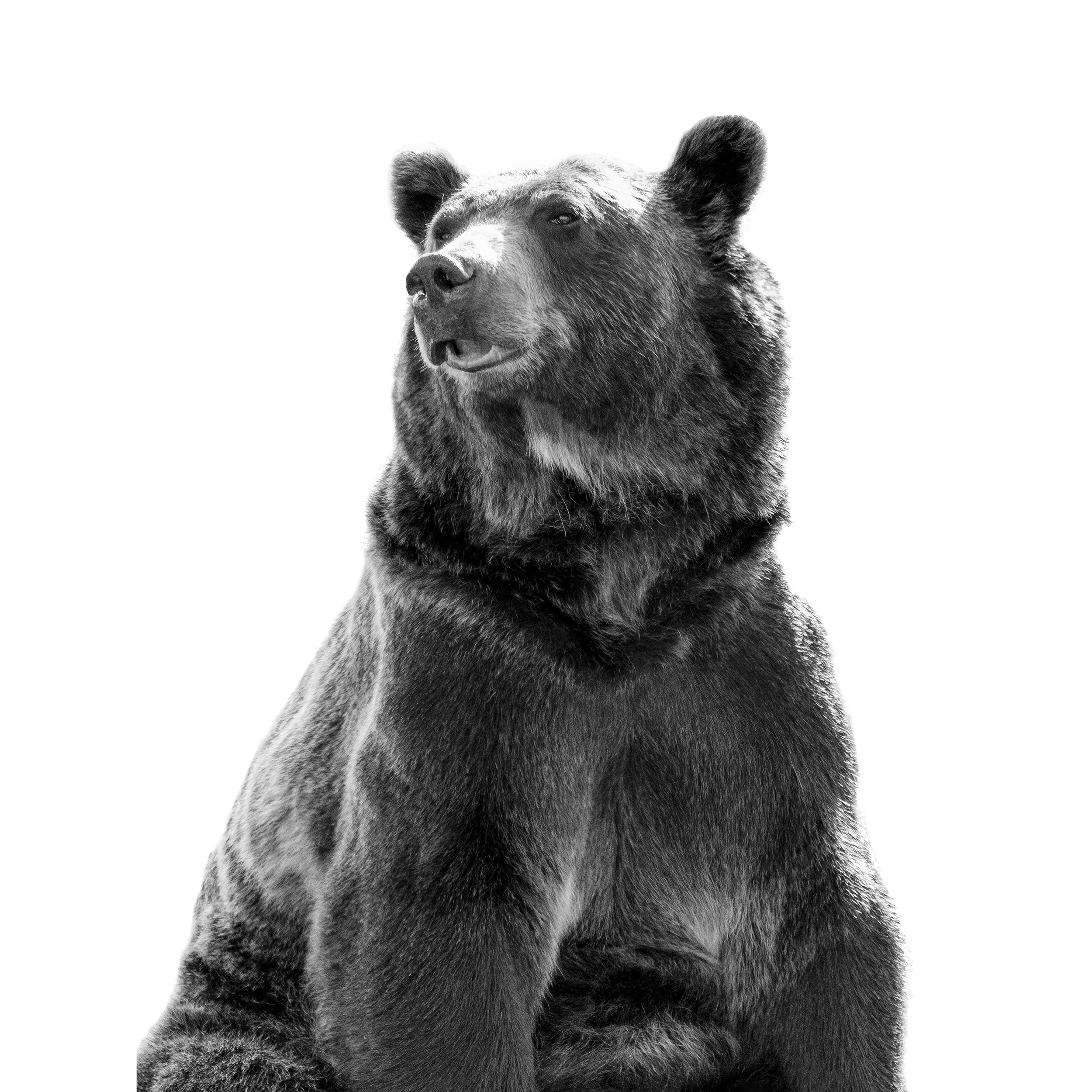 Bear+Necessities+Close+Up.png