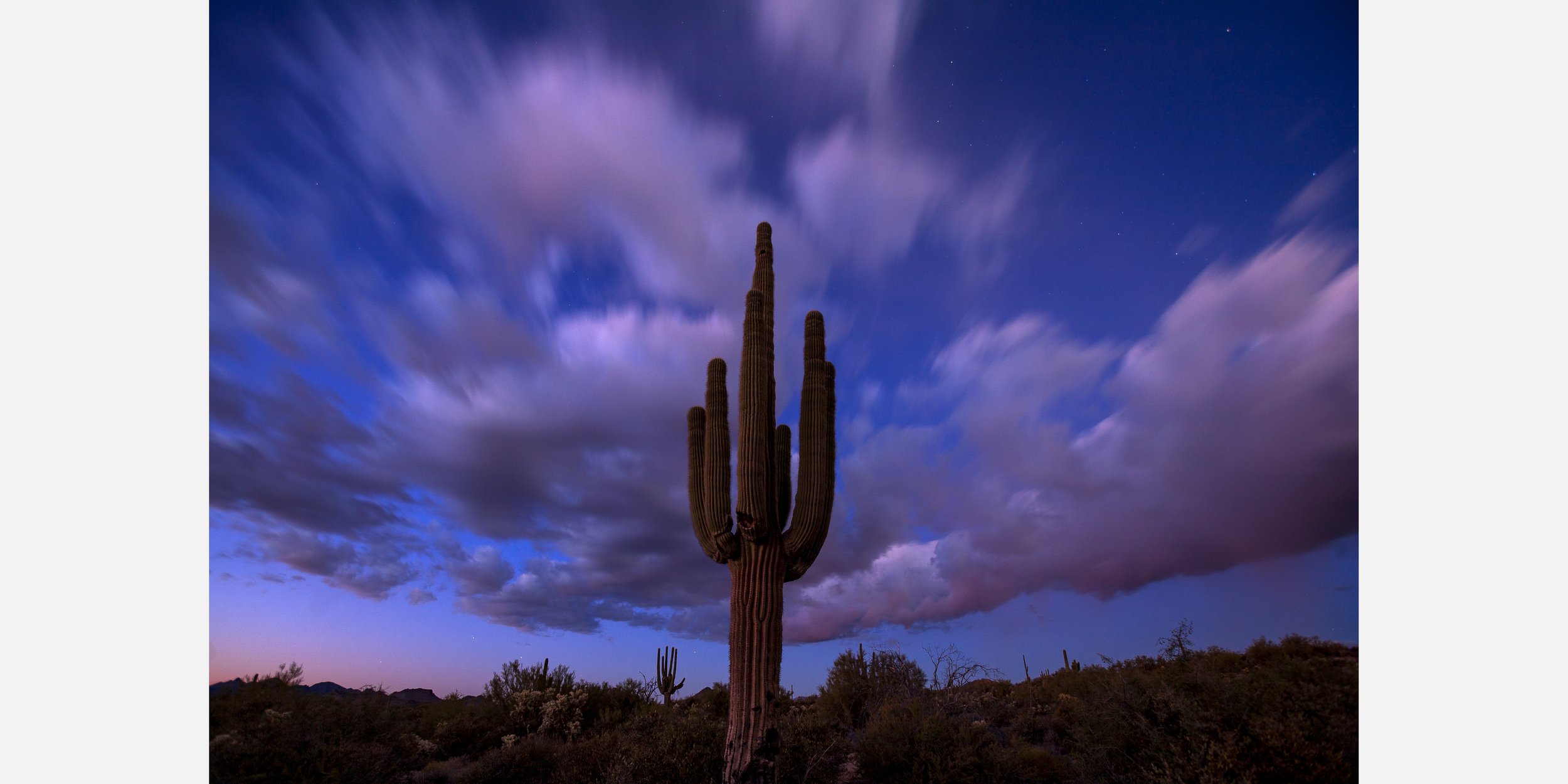 Saguaro Night +