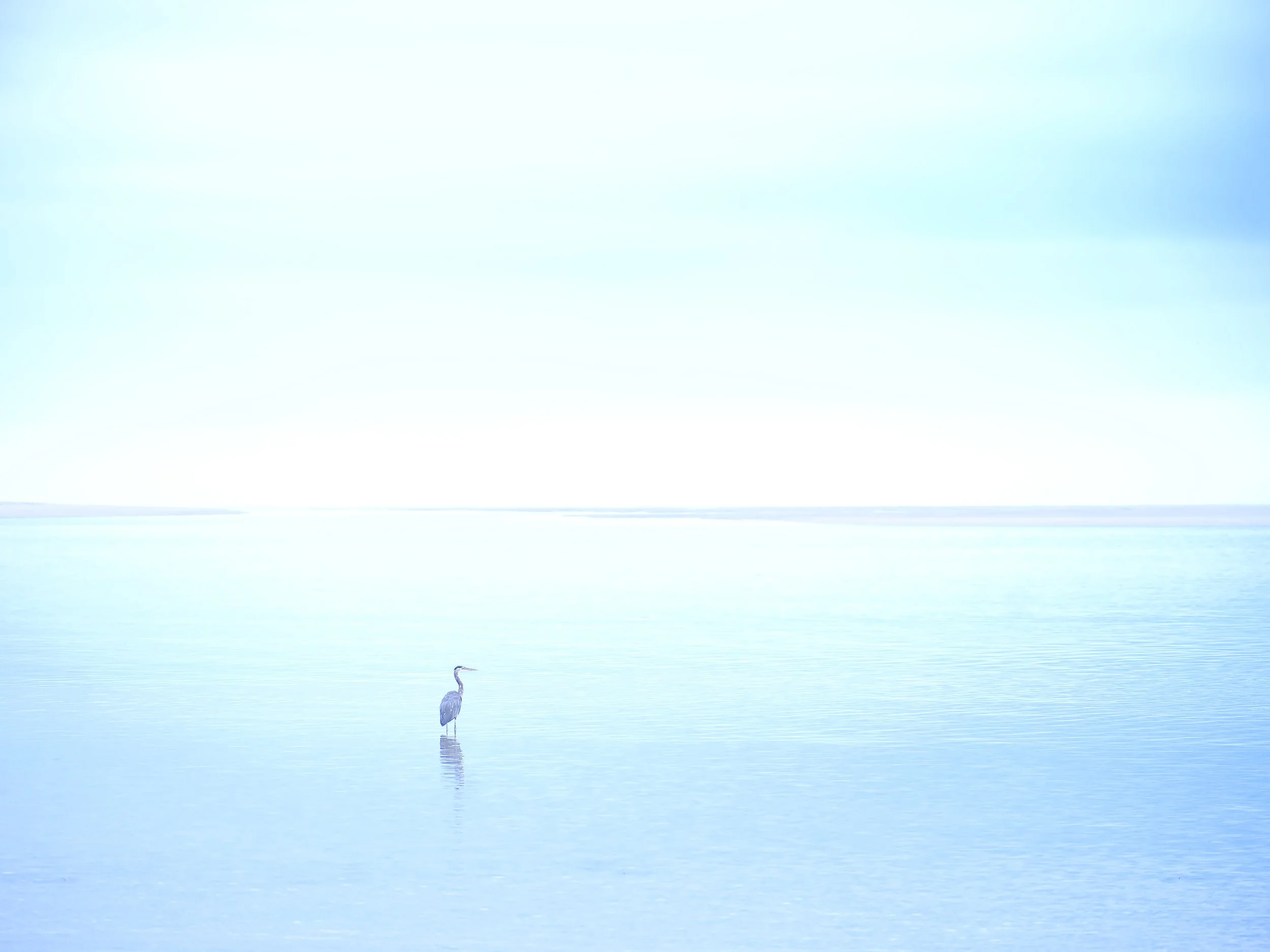 Lone Heron.jpg