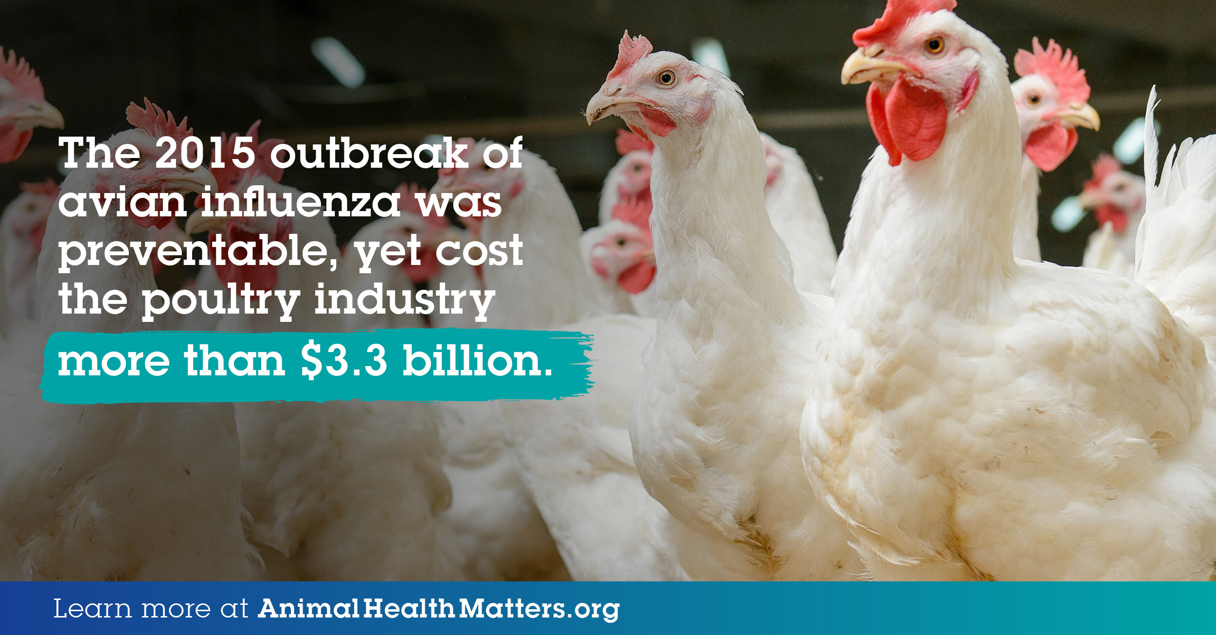 More than $3.3bn - Chickens.jpg