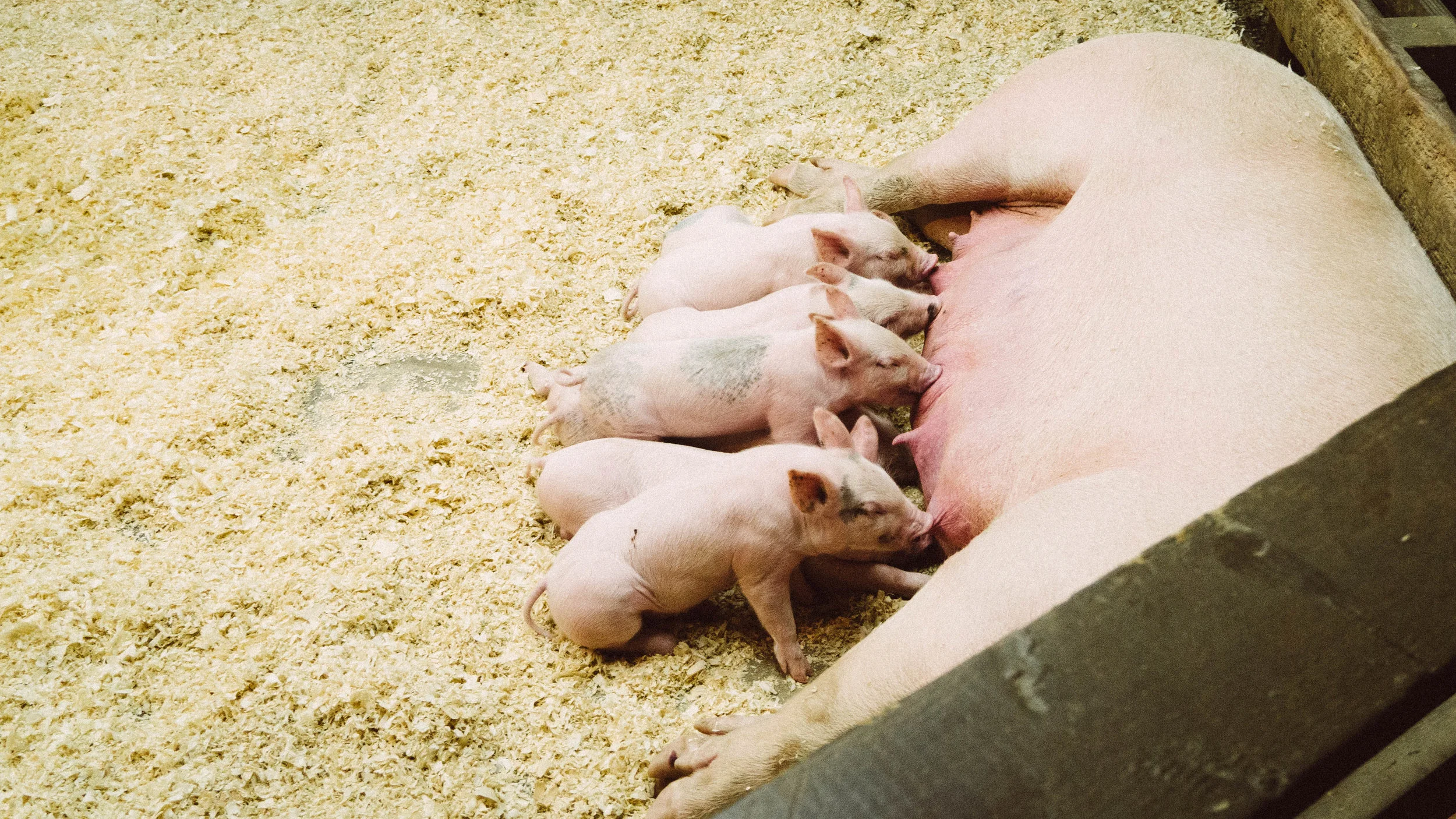 Virus-resistant pigs to vastly improve global animal health