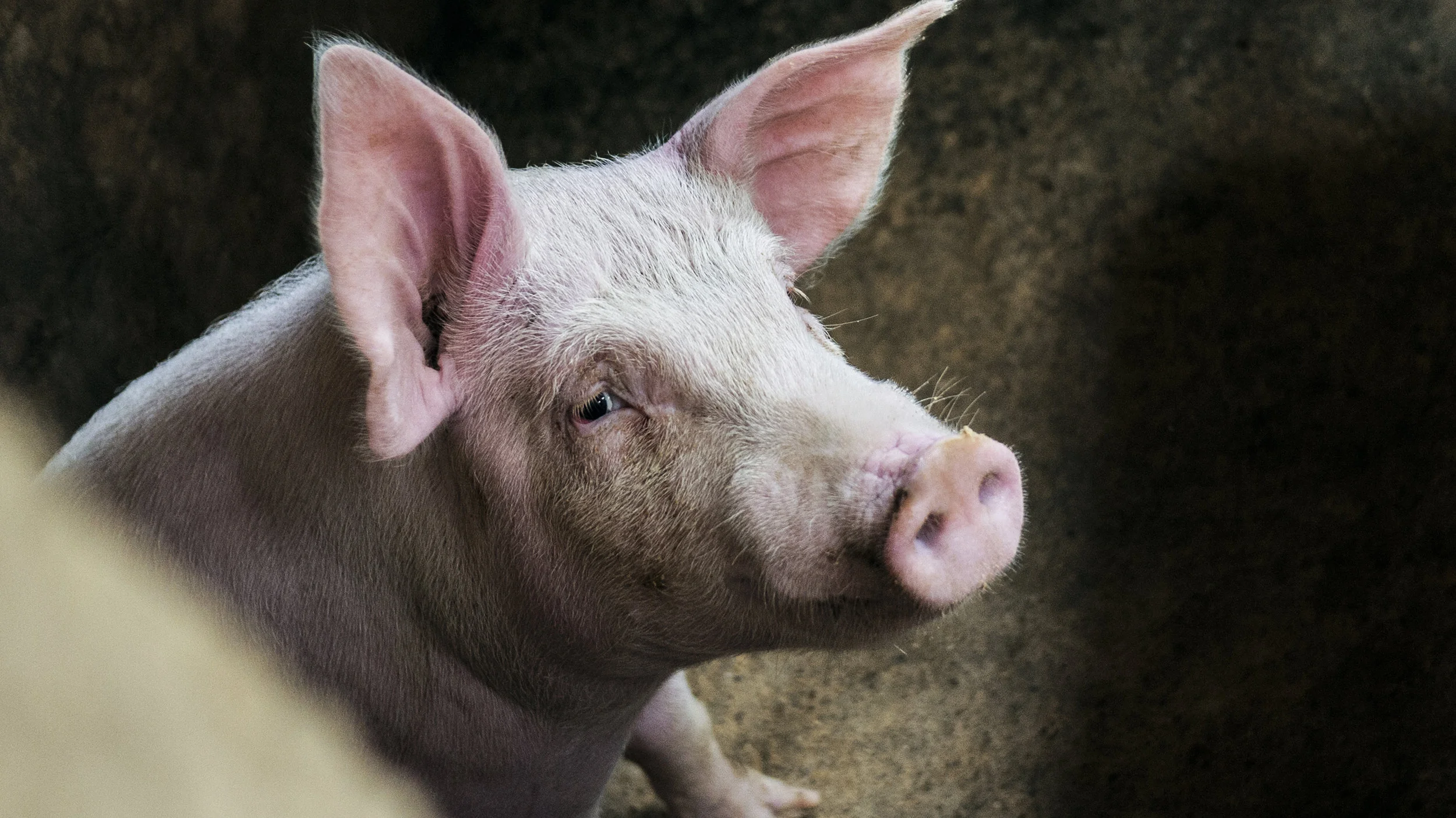 Officials Step Up Swine Fever Checks to Protect U.S. Hog Industry