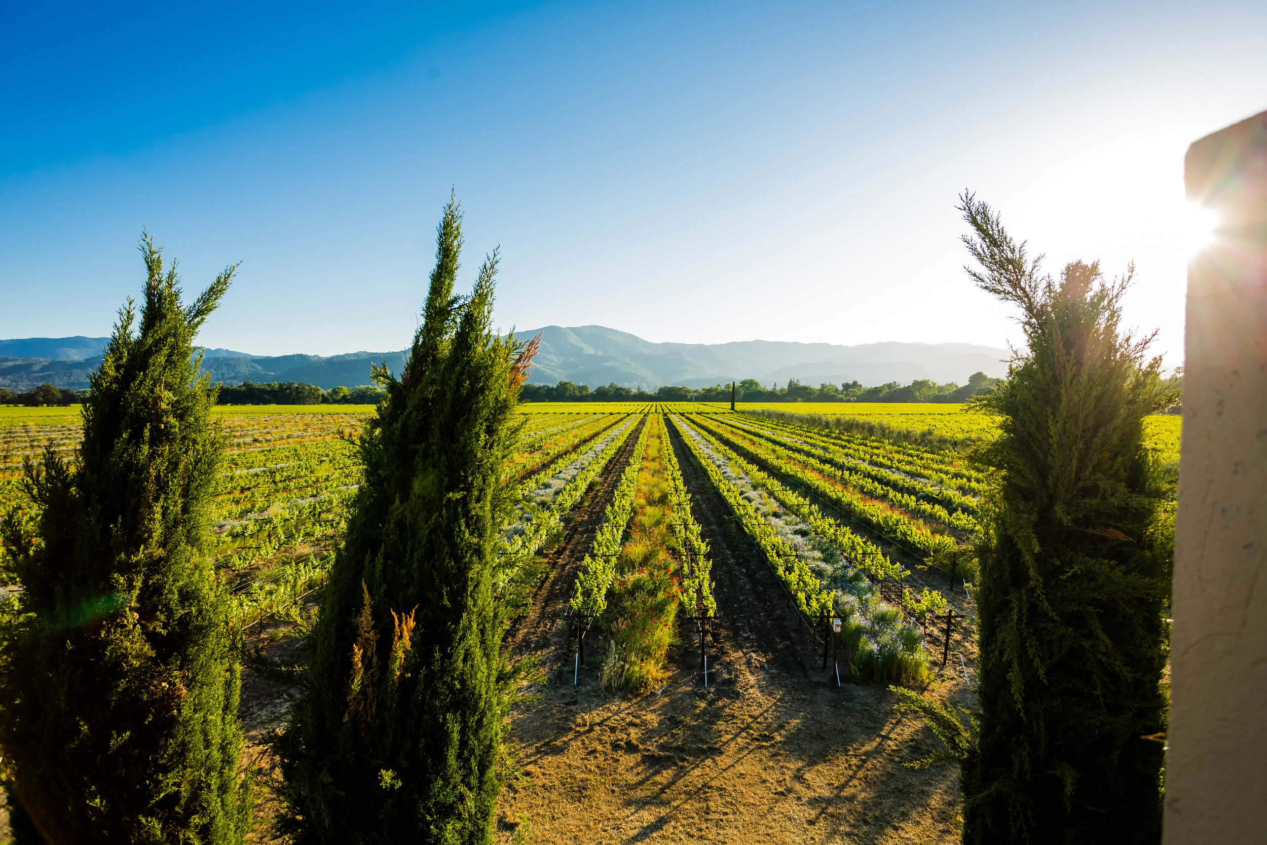 Estate Vineyards.jpg