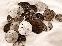 sand dollars.jpg