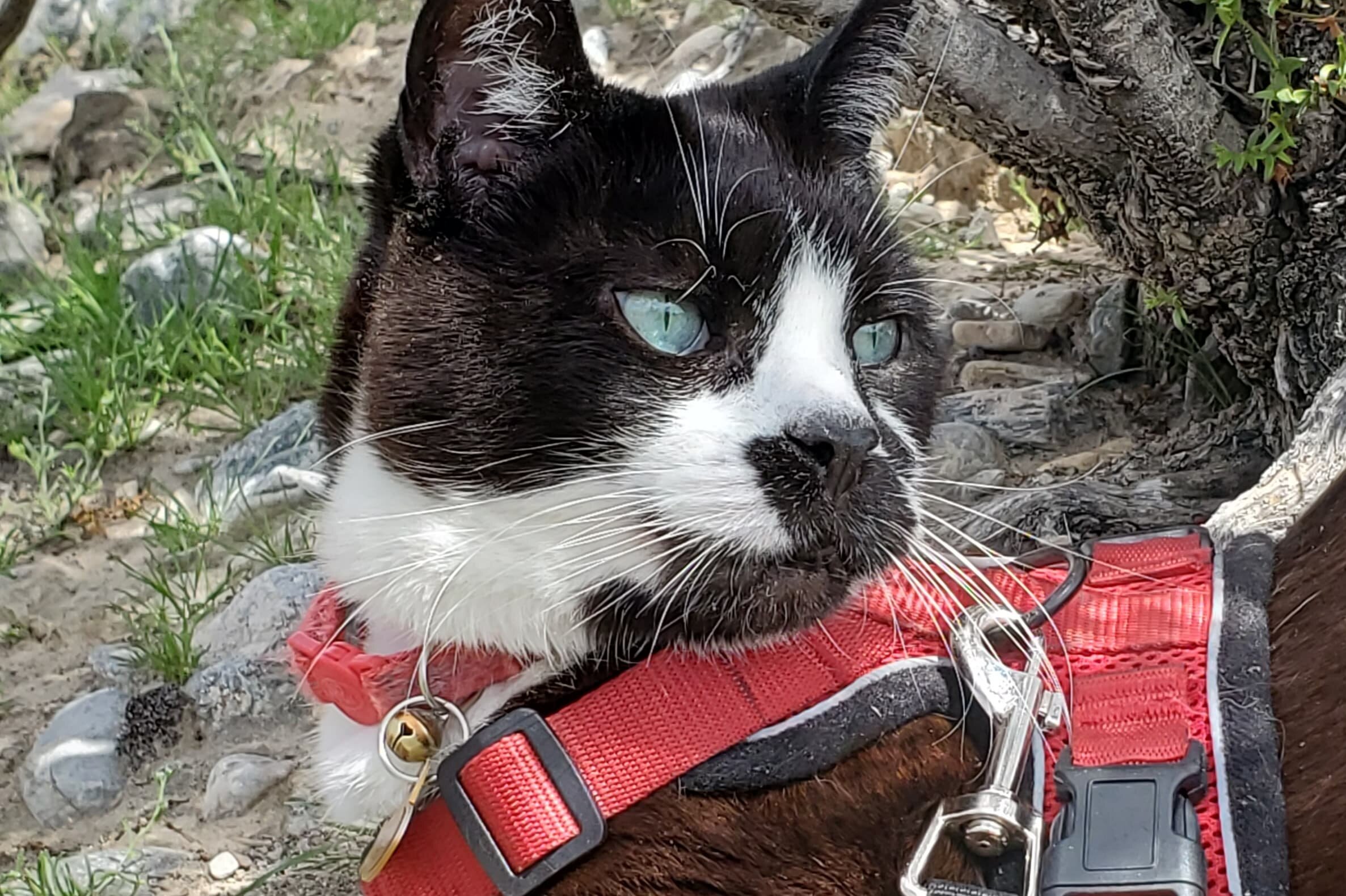 Kojii chilling in the shade in Pahrump, NV