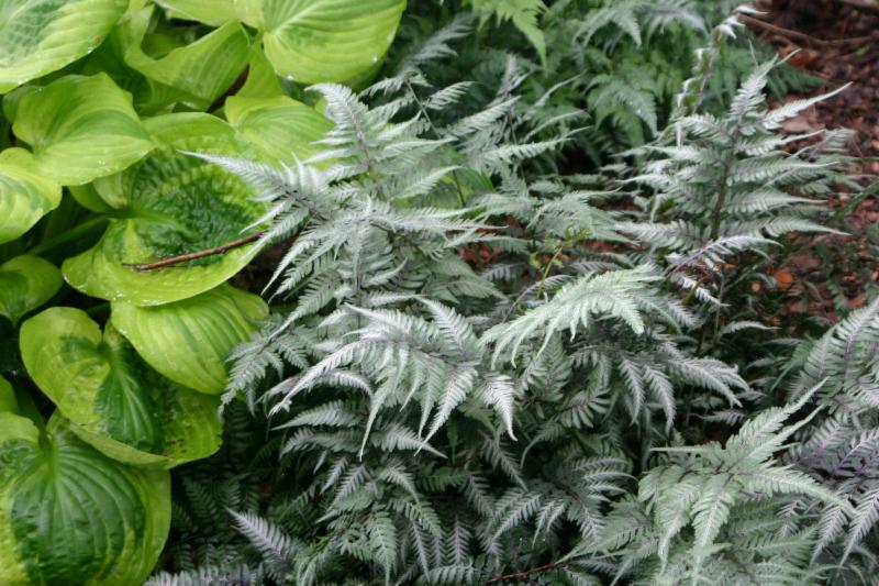 Woodland Garden Tour