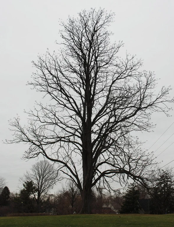 Arbor Day Tree Giveaway!