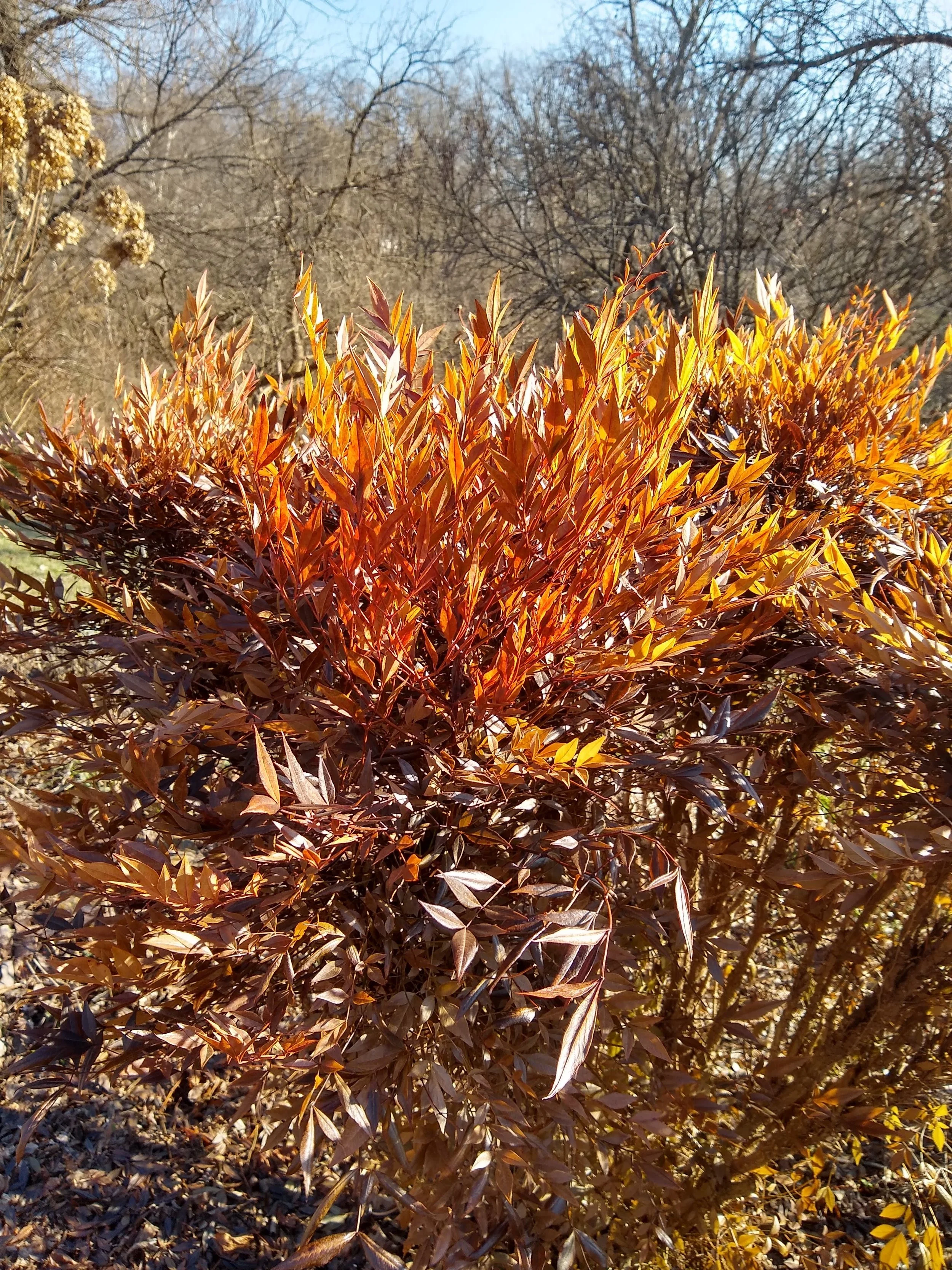 Winter Burn damage 2022/23 