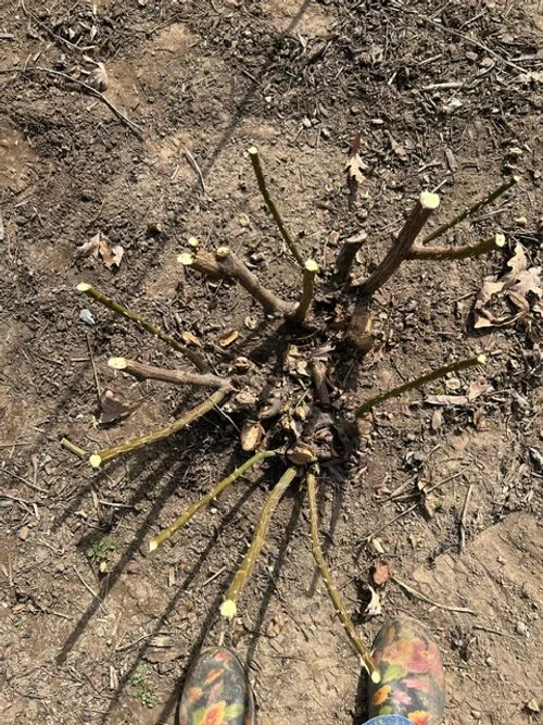 MG Peggy's spring rose pruning tips