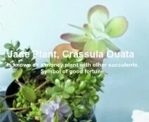 MG Maryellen LOVES her houseplants!