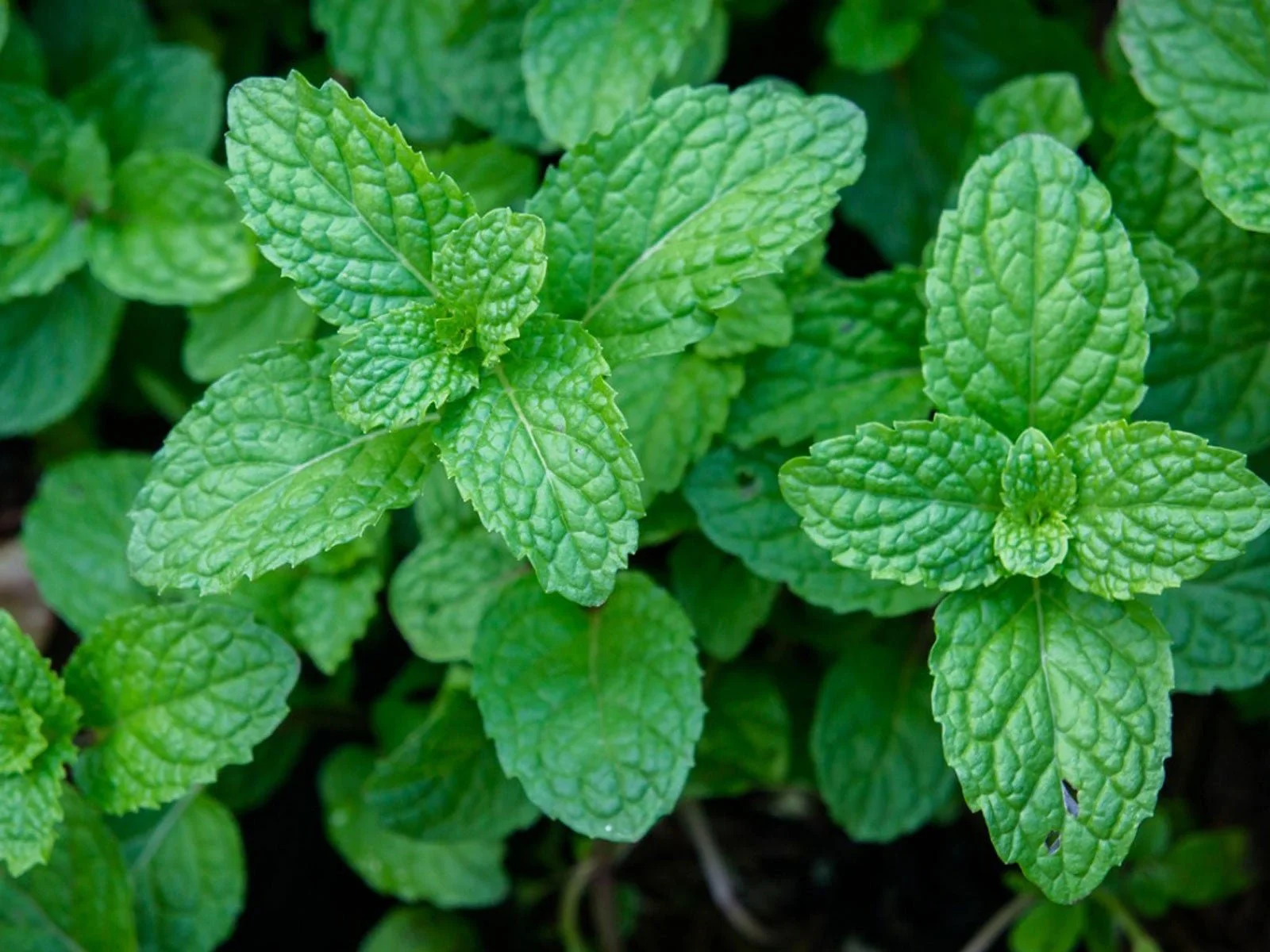 Mint: it just keeps growing