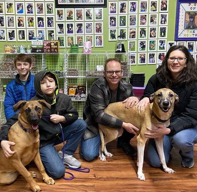 After a very brief false start Layla has found her forever family. She will have two two legged brother and two four legged sisters....a big fenced in yard of her own and a mom and dad filled with love. Happy Tails Sweet Girl! #adoptadog #adoptdontsh