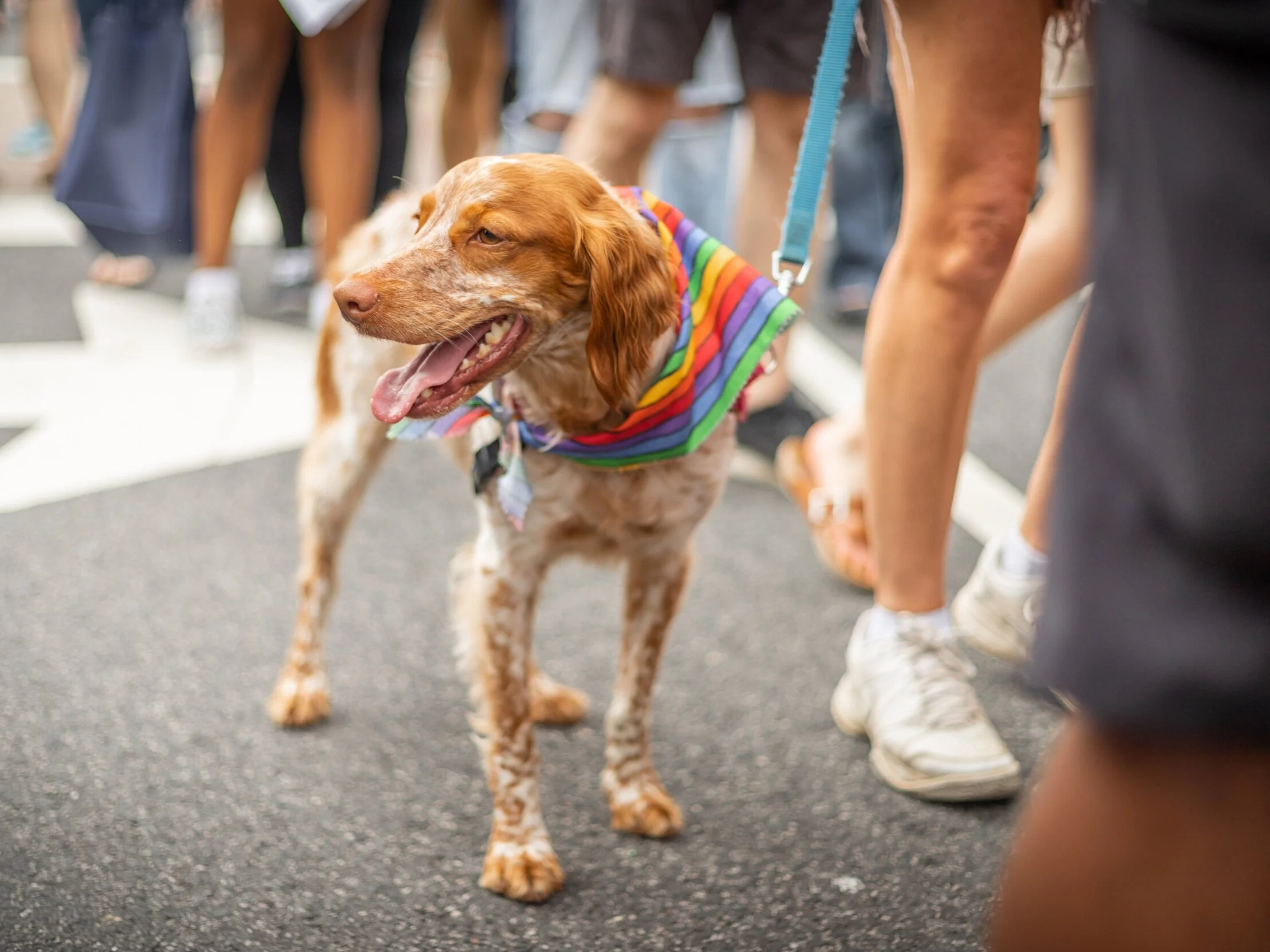 Should you train your dog? Absolutely