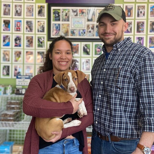 Sweet Millie starts her happily ever after today with an amazing mom and dad. To say it was love at first sight would be an understatement. We are so happy she has found her forever home. Happy Tails  sweet girl! #adoptadog #adoptdontshop🐾 #rescuead