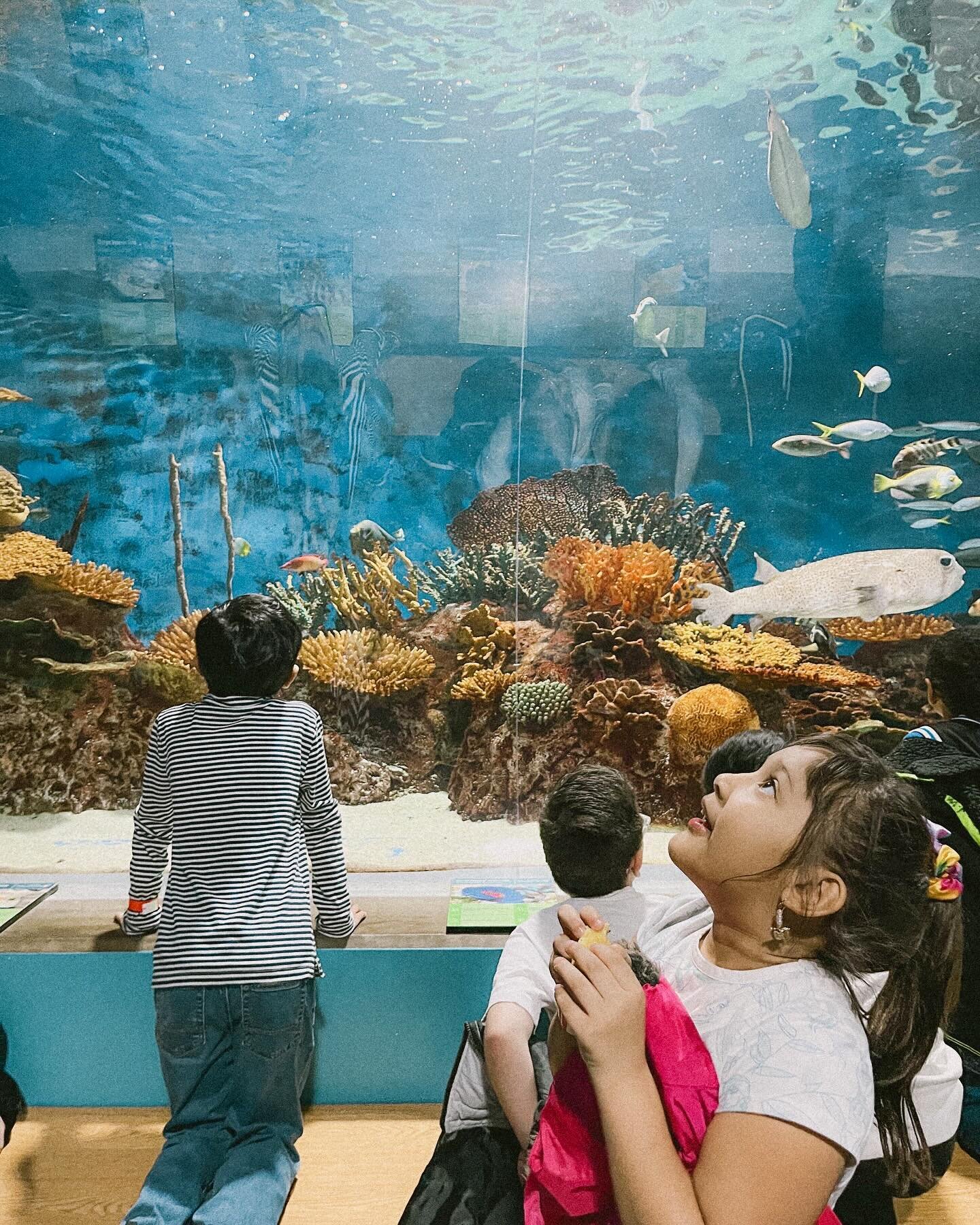 Our first graders spent the morning at the aquarium on Tuesday! 

Their aquarium visit was a preview of what&rsquo;s to come in their animals and habitats unit and served as an exciting introduction to the wonders they&rsquo;ll be exploring! #Curiosi