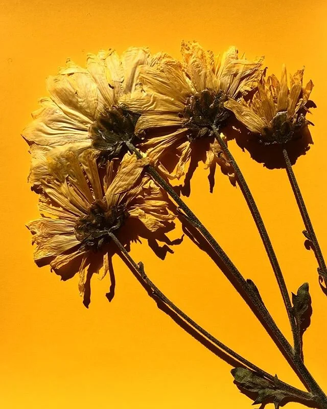 ☀️💛✨ #wintersun #rockaway #interiordesigner #athome #💛 #☀️ #✨