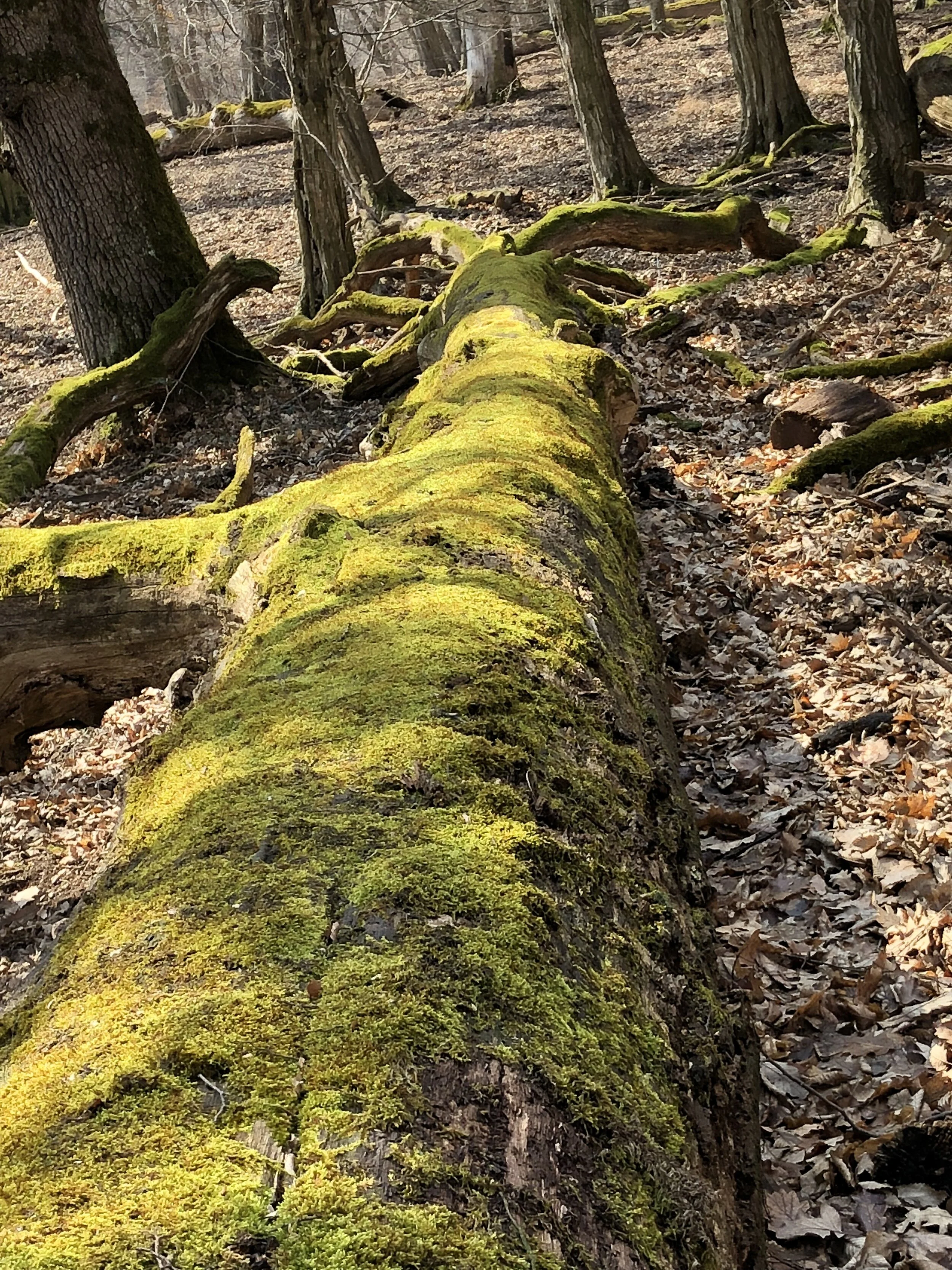 Stilübung für Anfänger #2 (DE)