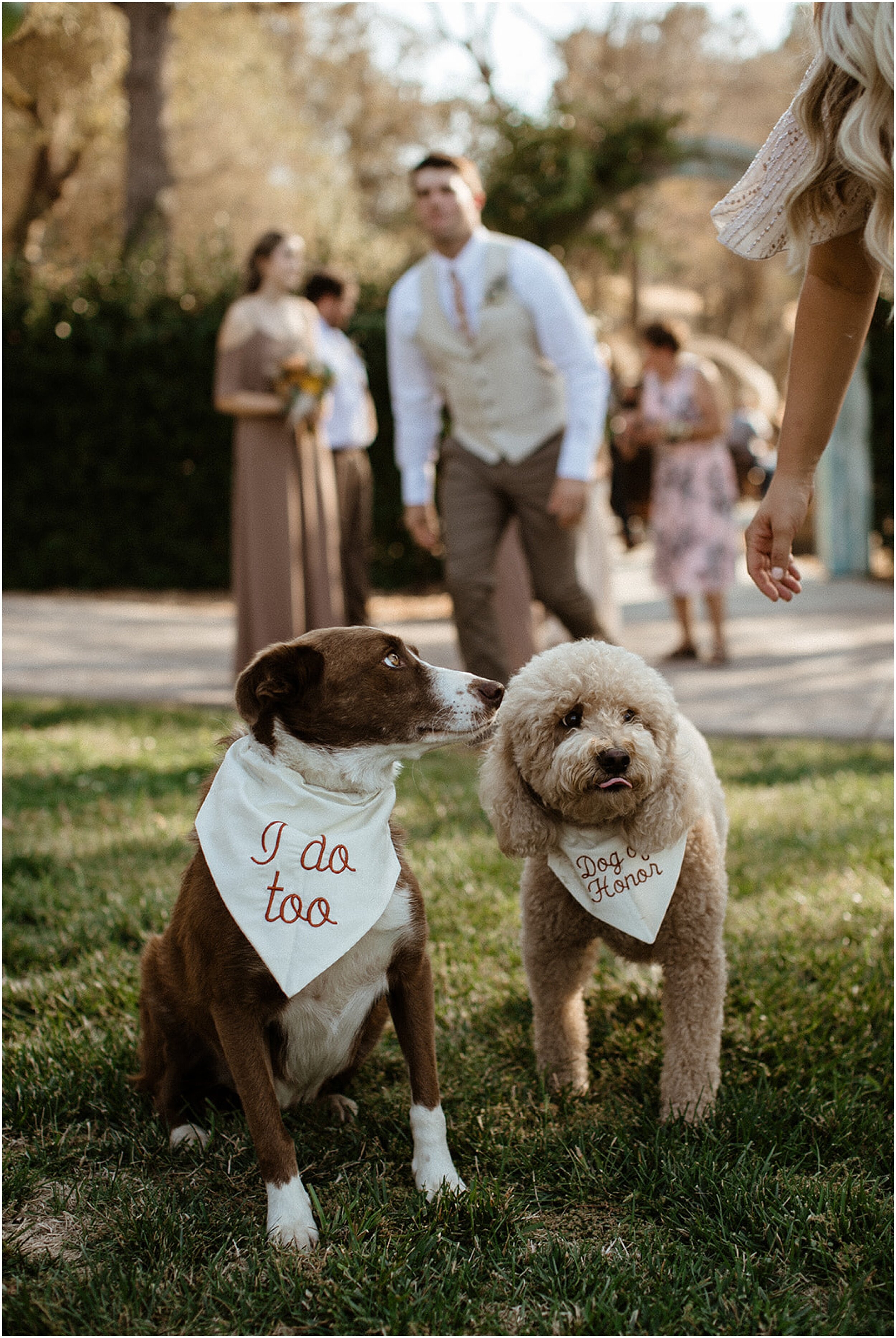 dogs at wedding