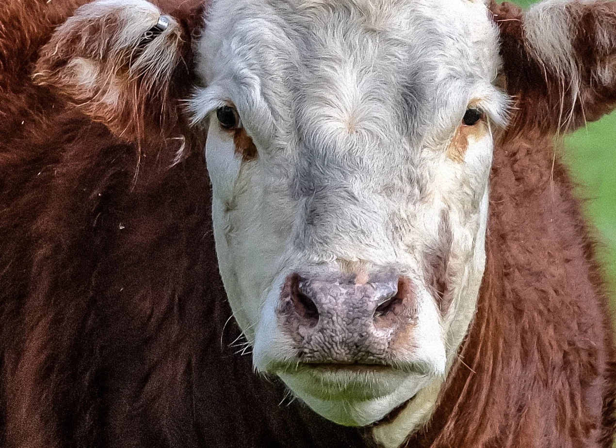 Brown+Cow.jpg