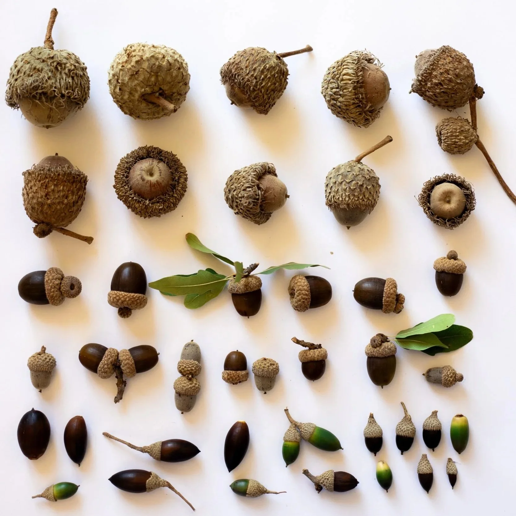 Pease Park Acorn Grid.jpg