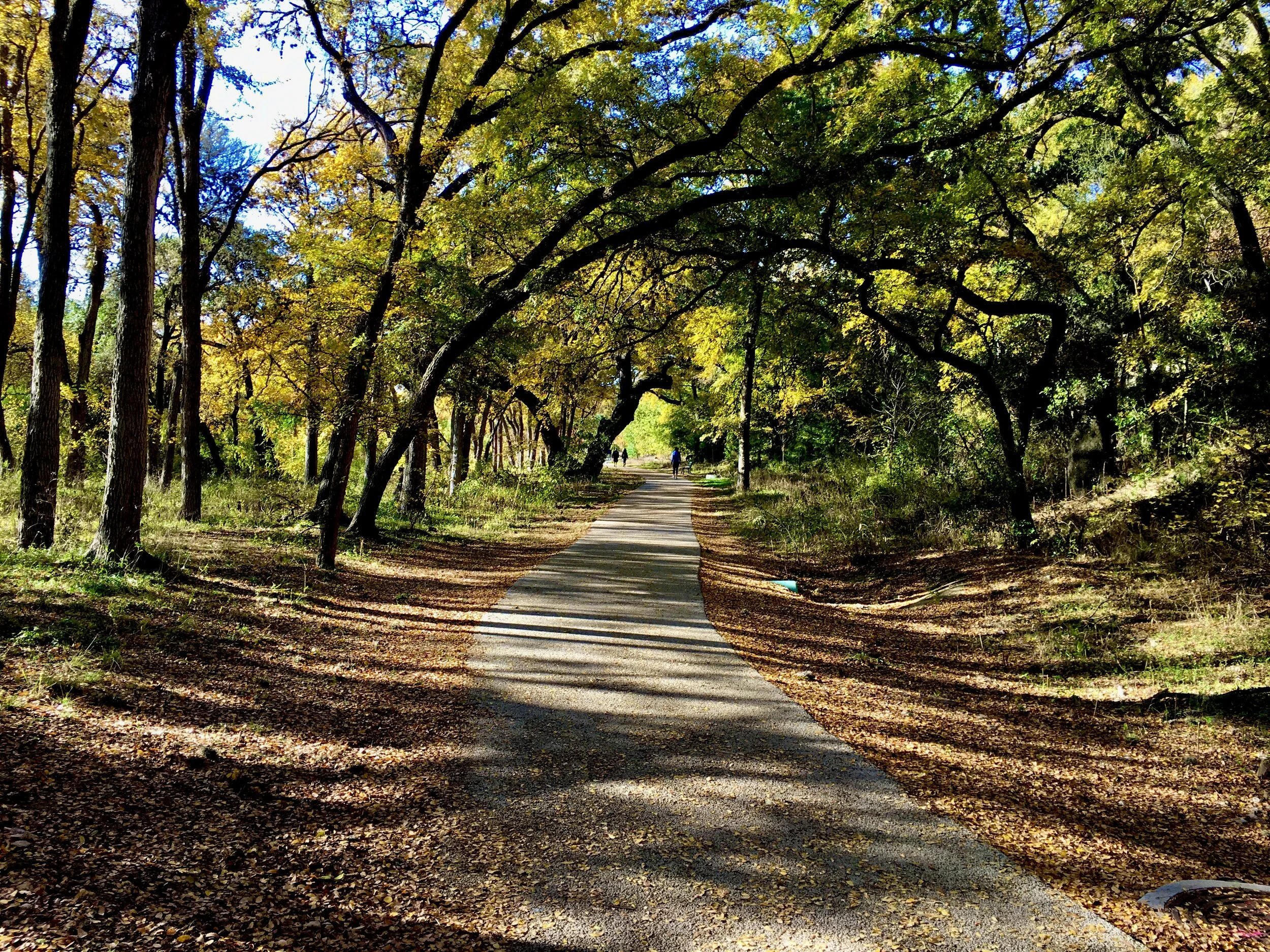 An Ode to Trees