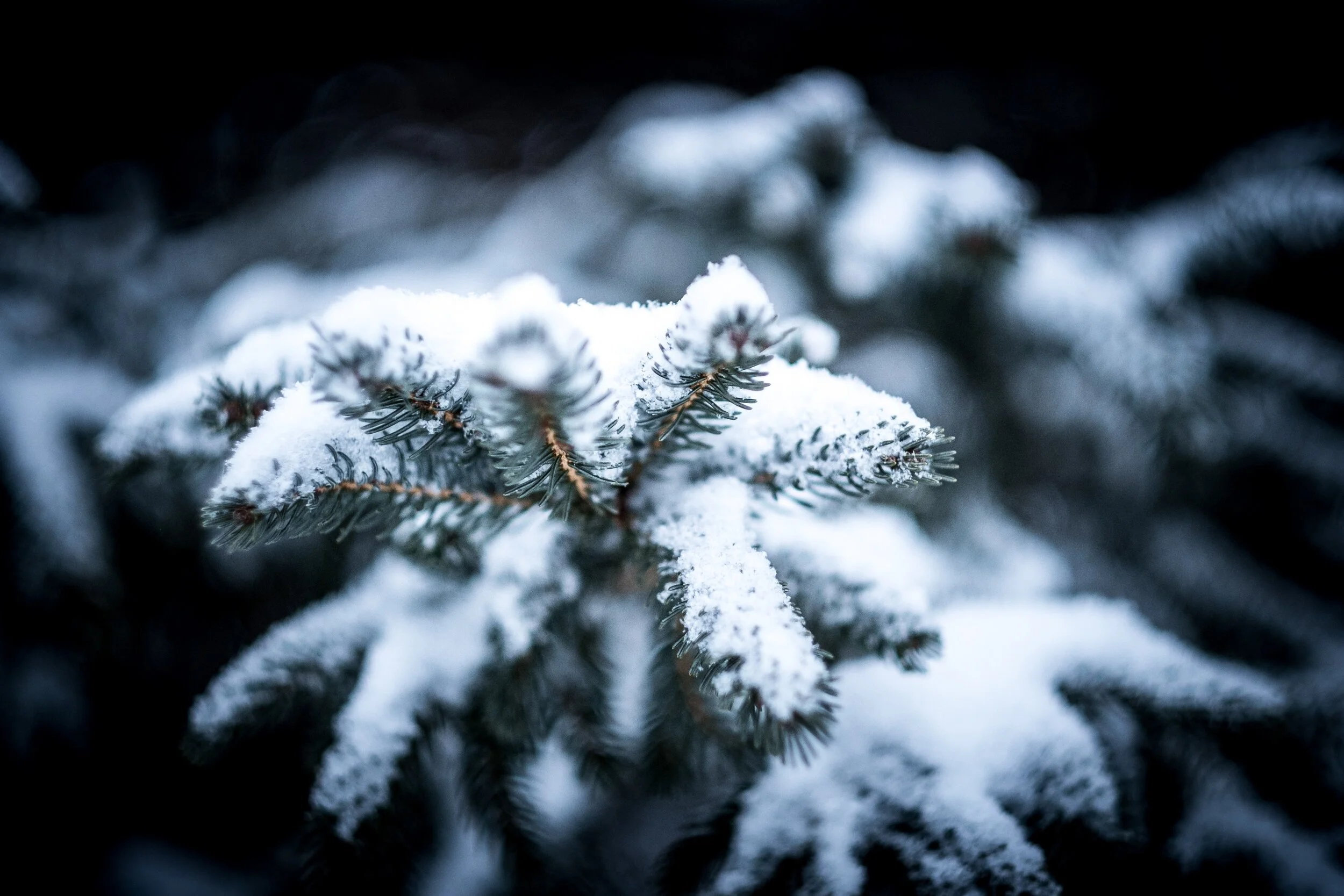Wishing you Pease and Joy!