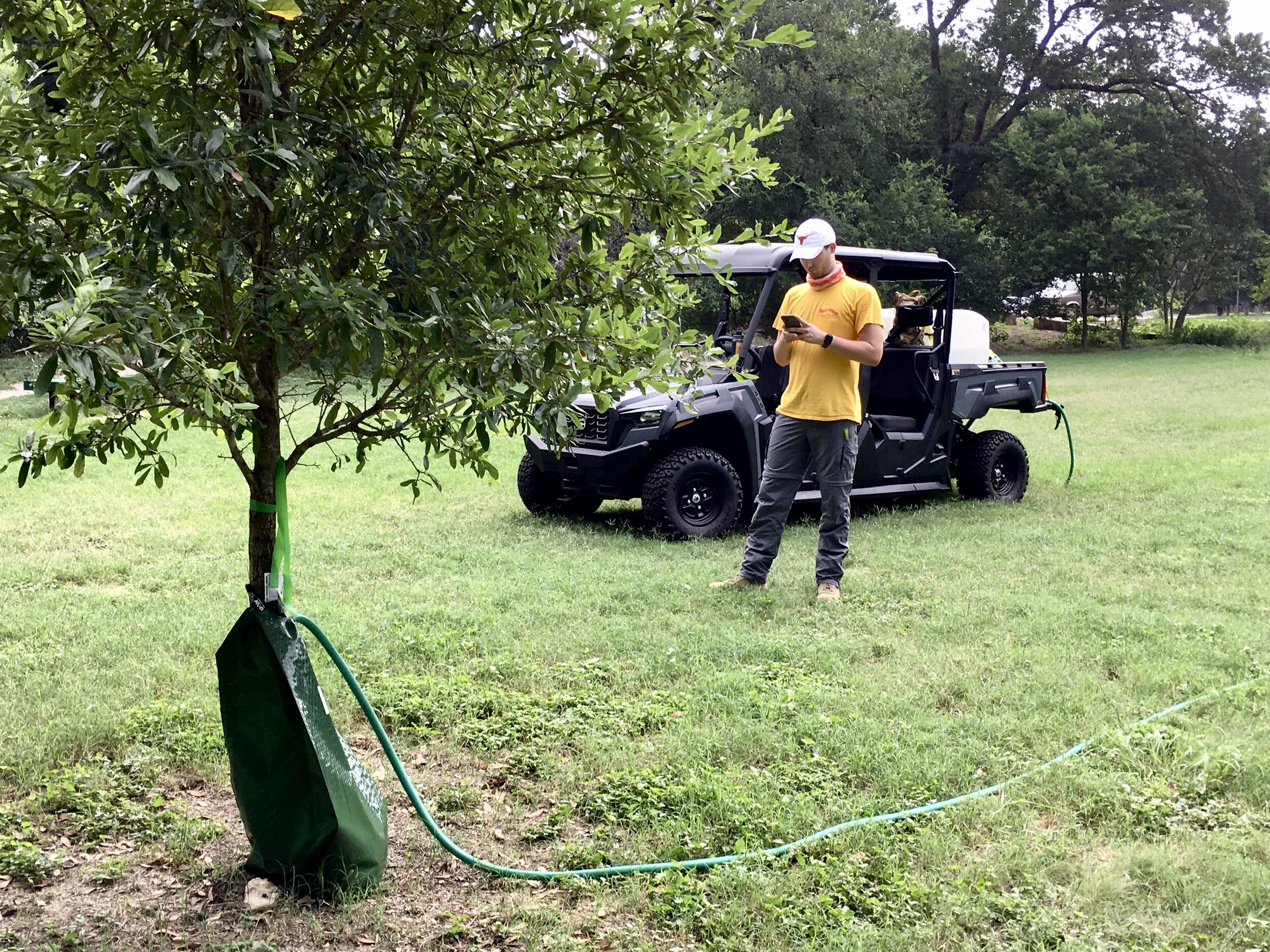 Climate Change and Summer Tree Care