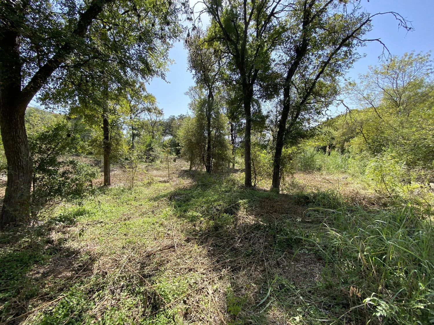 Texas Conservation Corps Understory Clean Up At Pease Park