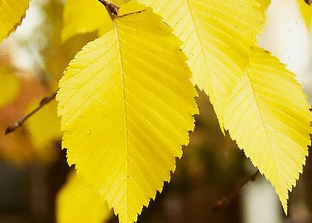Look closely. Autumn is here!