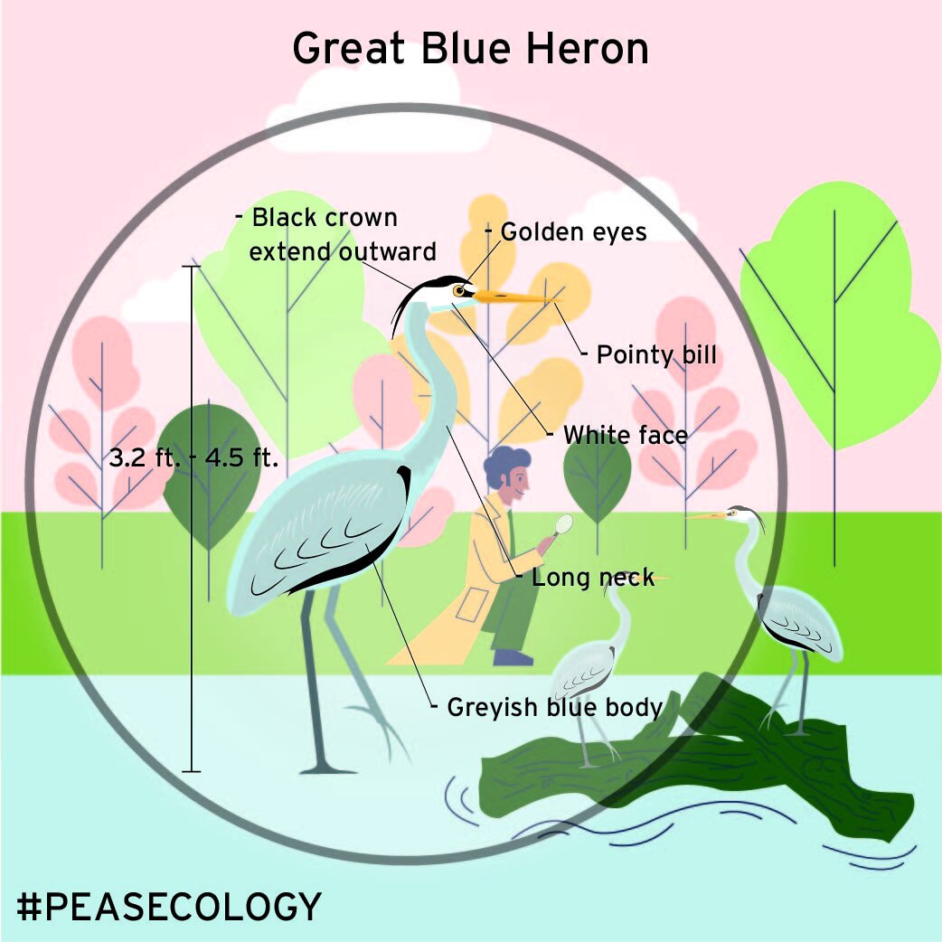 blue-heron-01.jpg