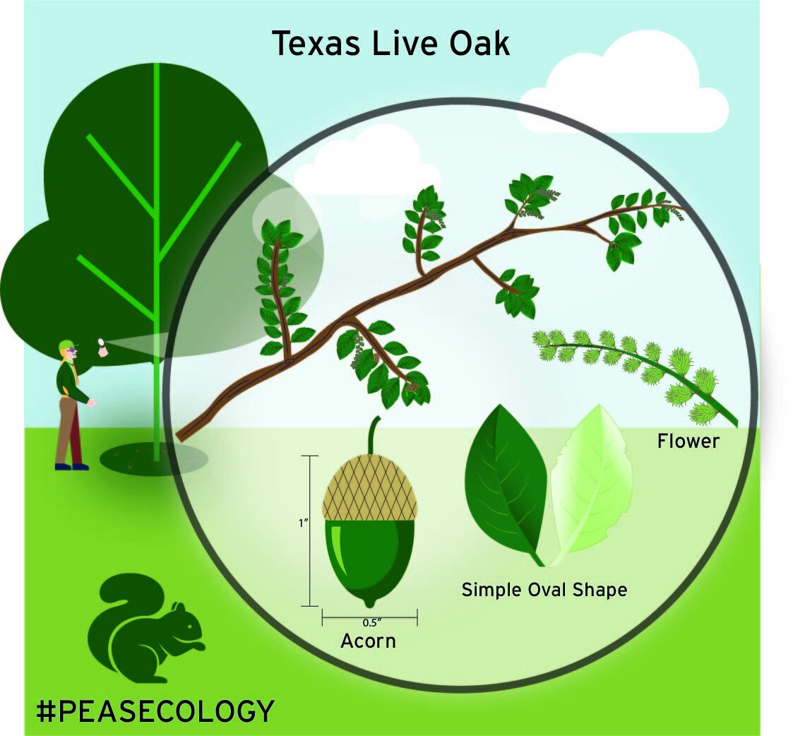 live-oak.jpg