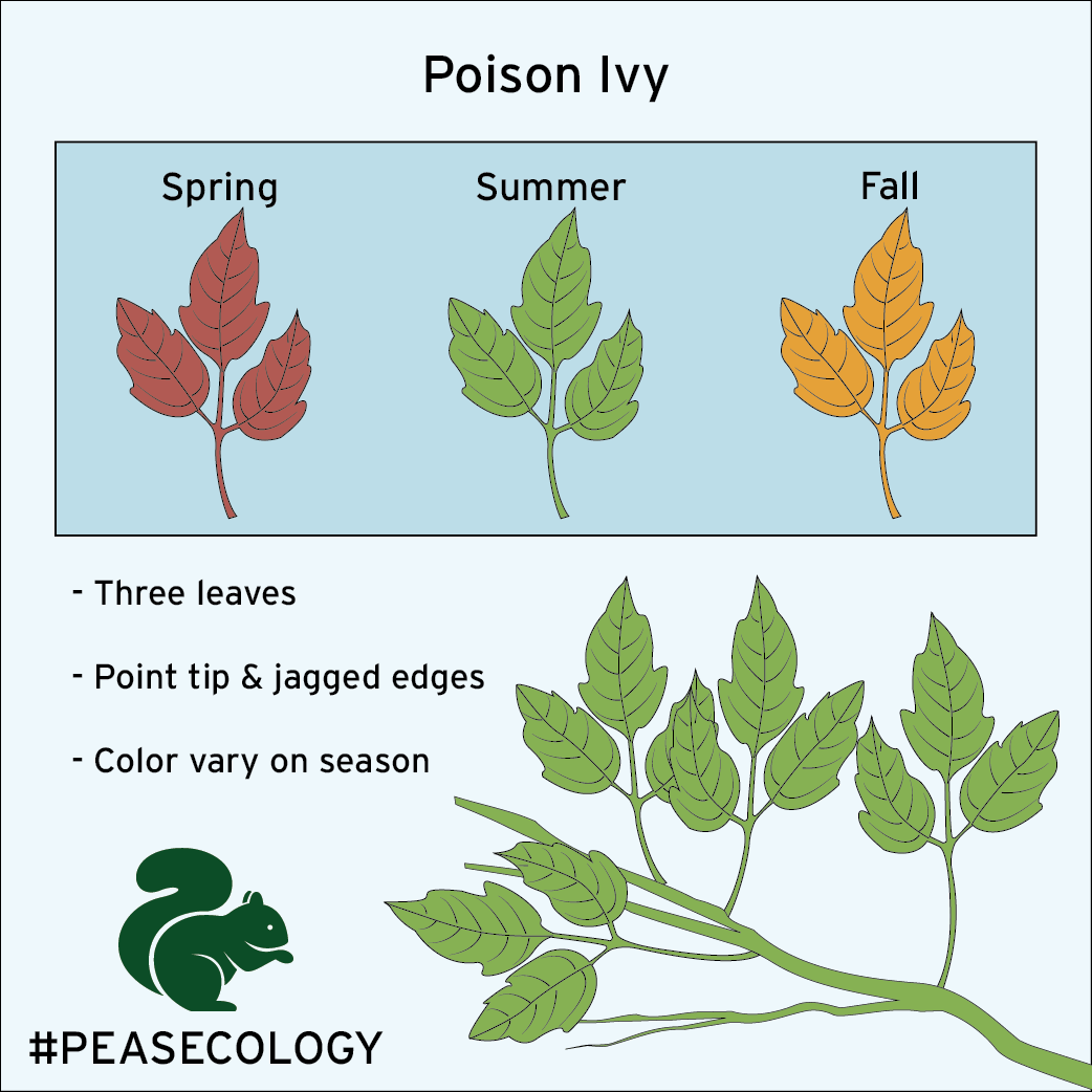poison-ivy-01.png