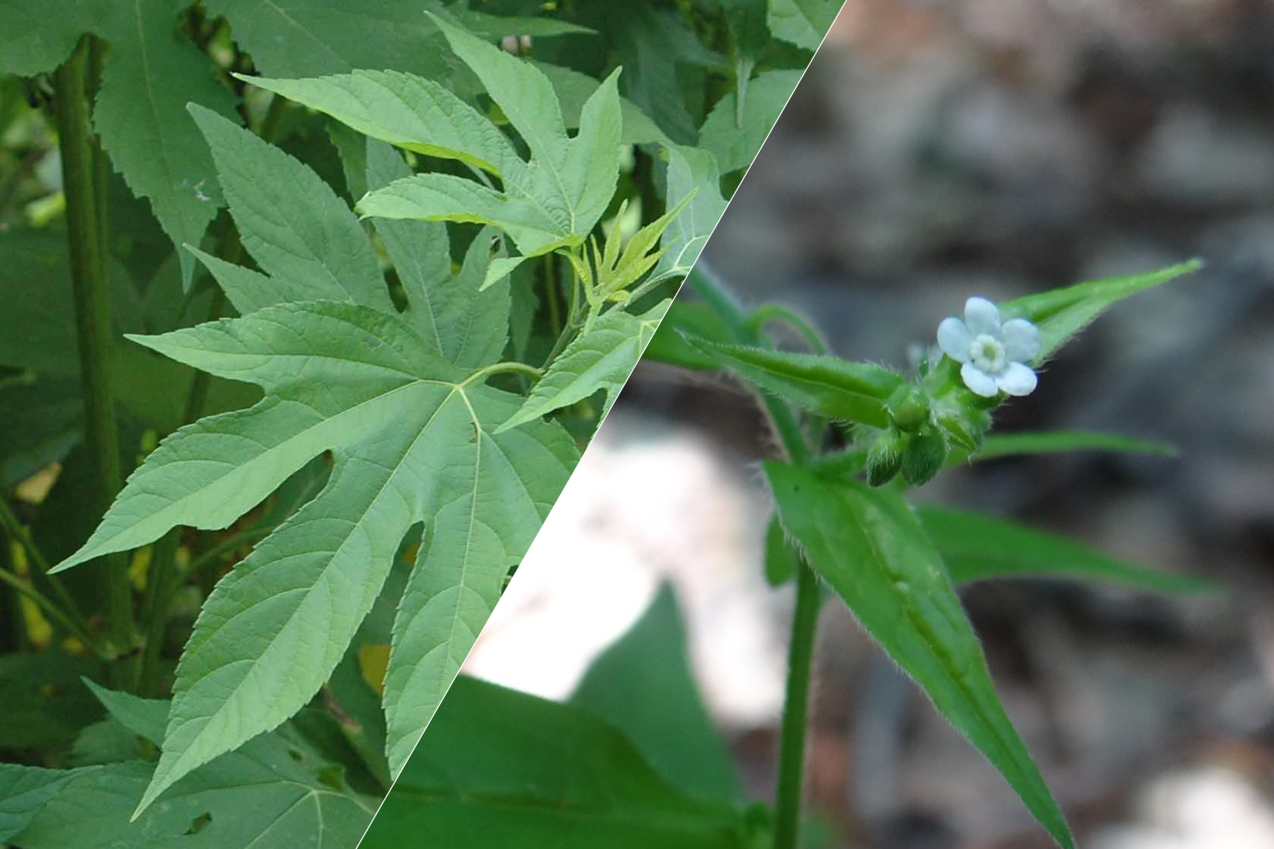 Ragweed and Stickseed: DIY VOLUNTEERING WHILE SOCIAL DISTANCING