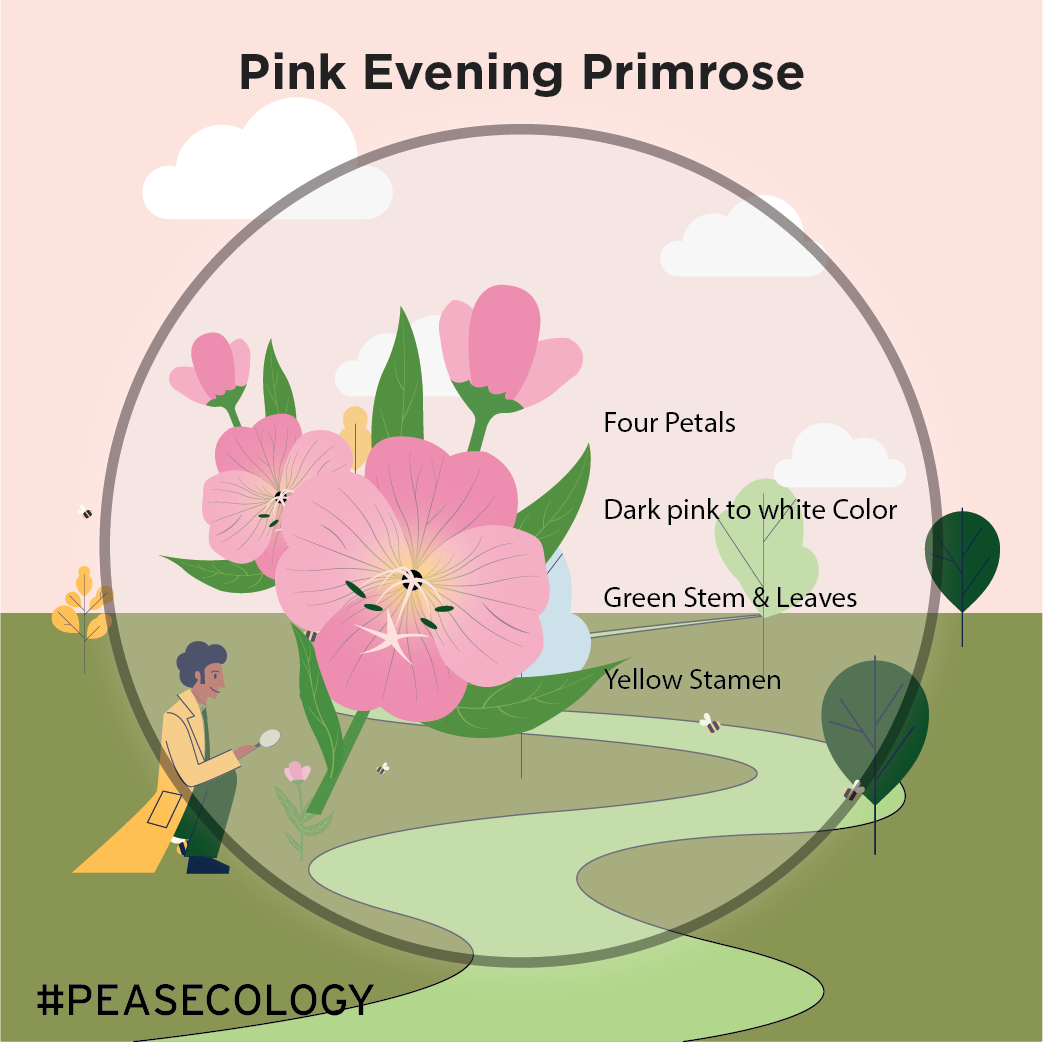 Pink-Evening-Primrose-01.png