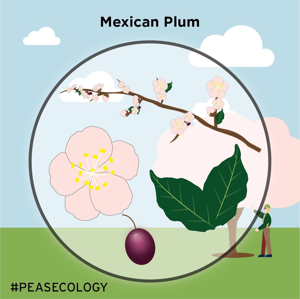 Mexican Plum-01.png