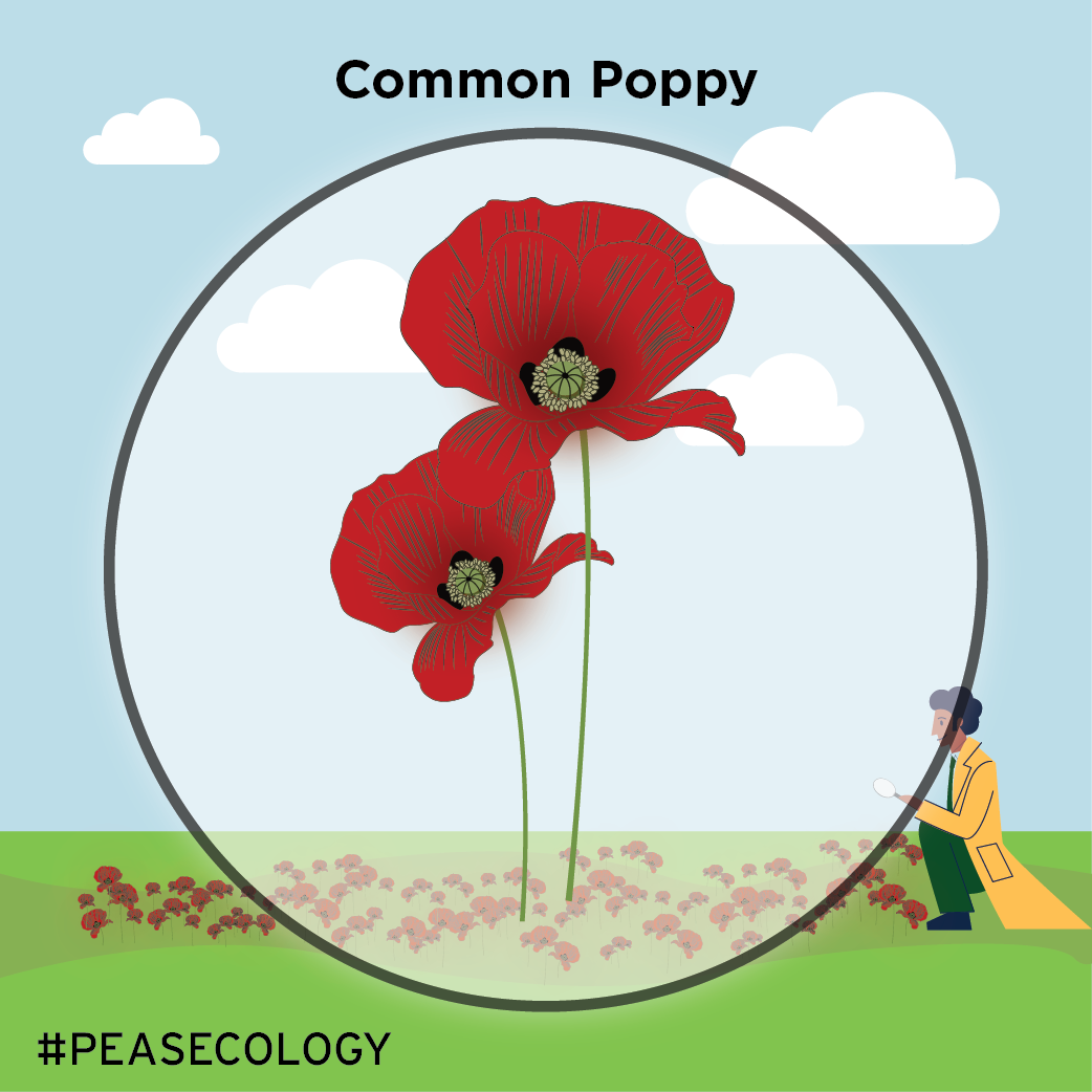 Common Poppy-01.png