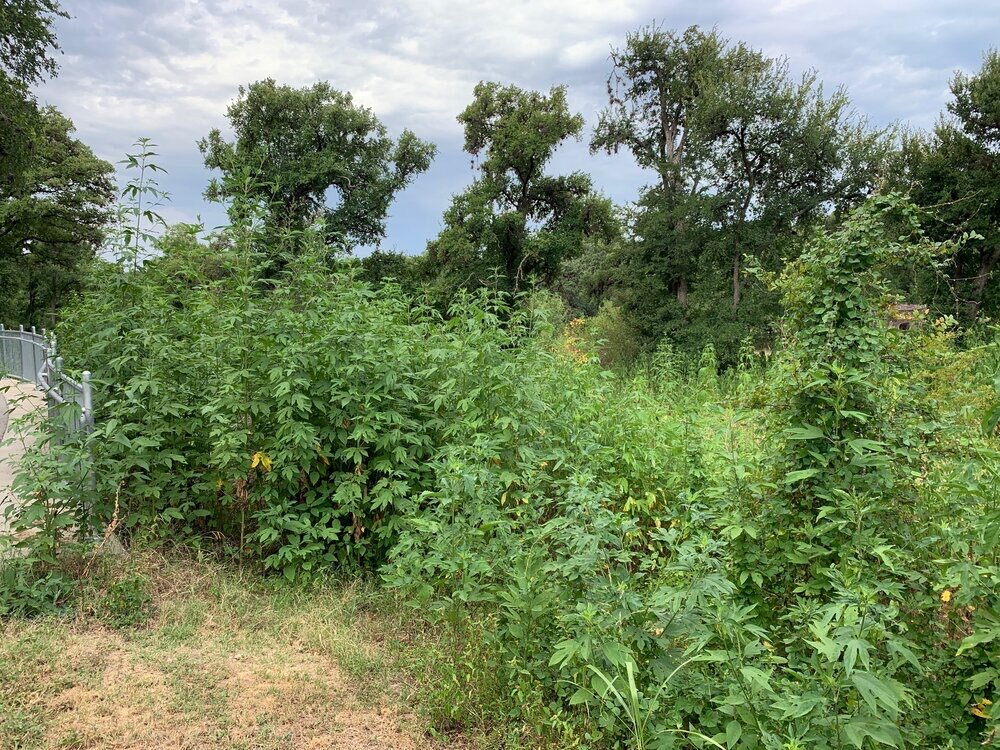 Ragweed growth at the bottom of the bikeway, 2019