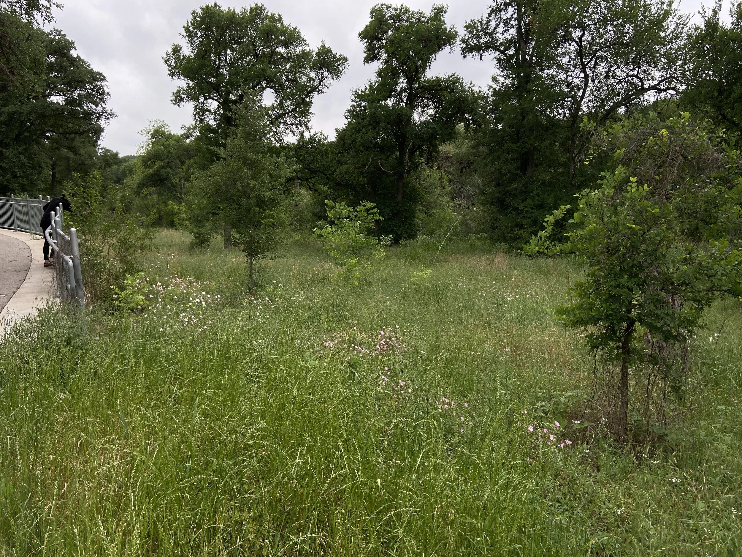 Meadow grasses and wildflowers filling in at the bottom of the bikeway, 2021