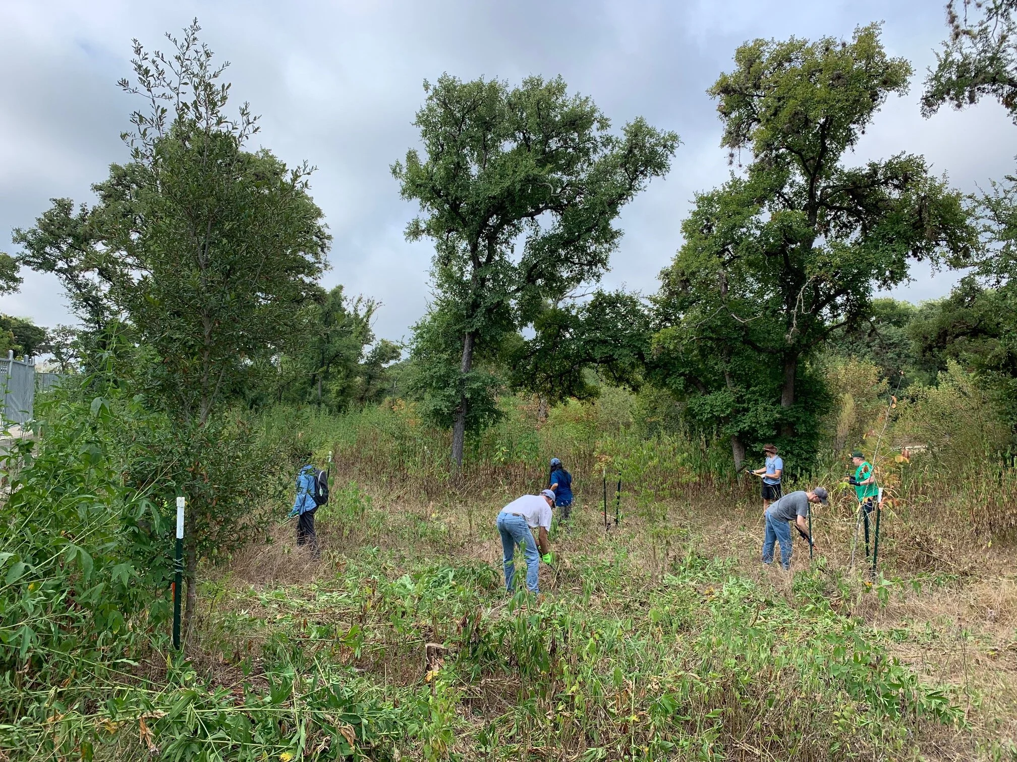 Volunteers cutting down the ragweed beside the bikeway