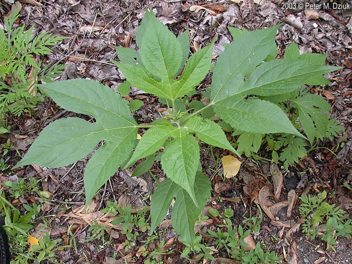 From Ragweed to Riches