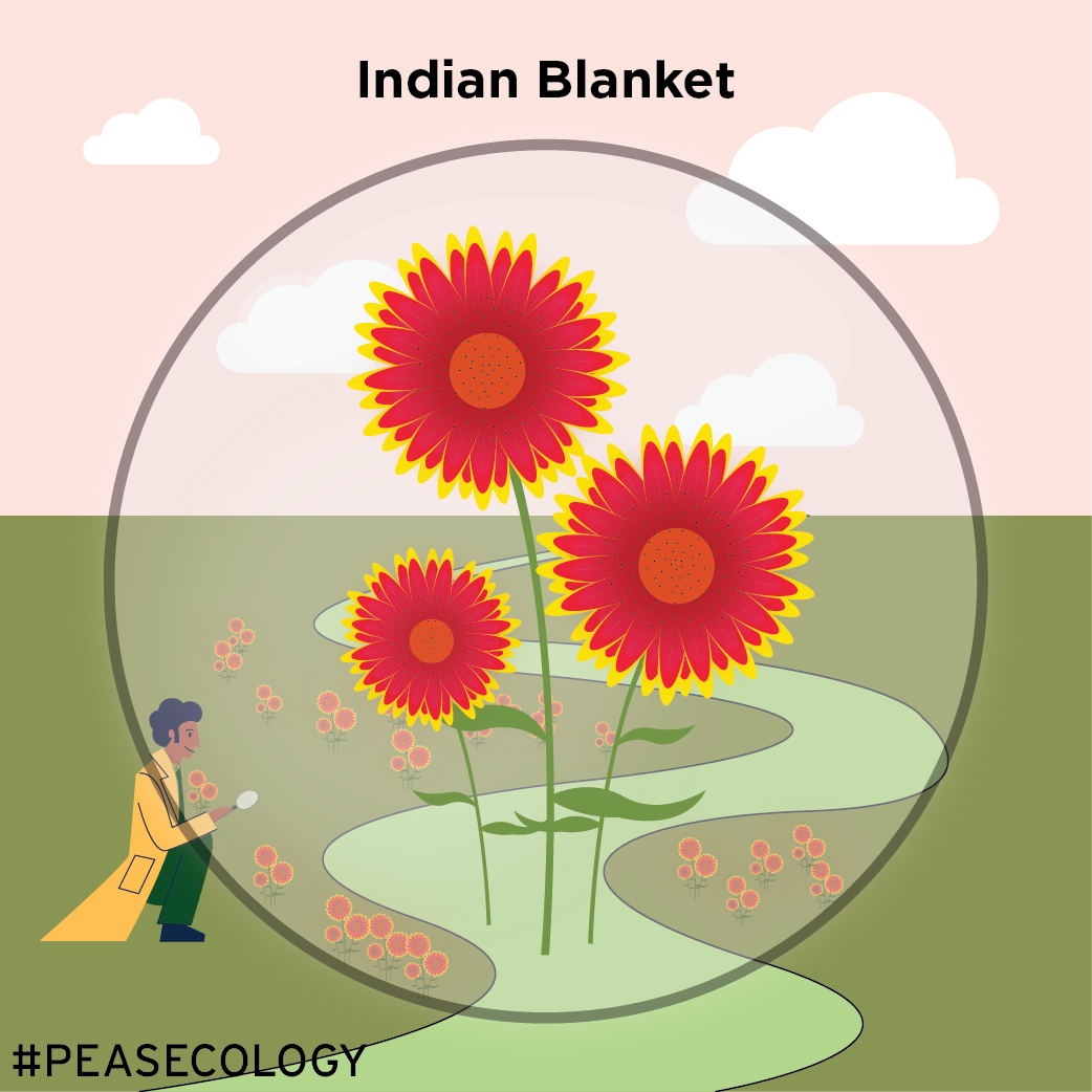 Indian Blanket-01 (1).png