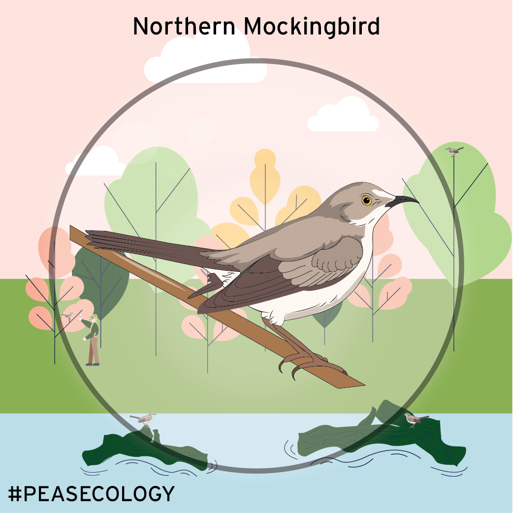Northern Mockingbird-01.png