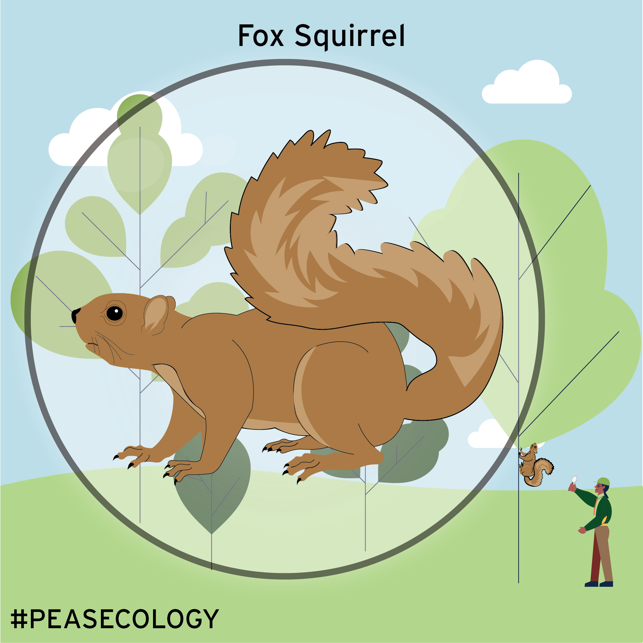 Fox Squirrel-01 (1).png