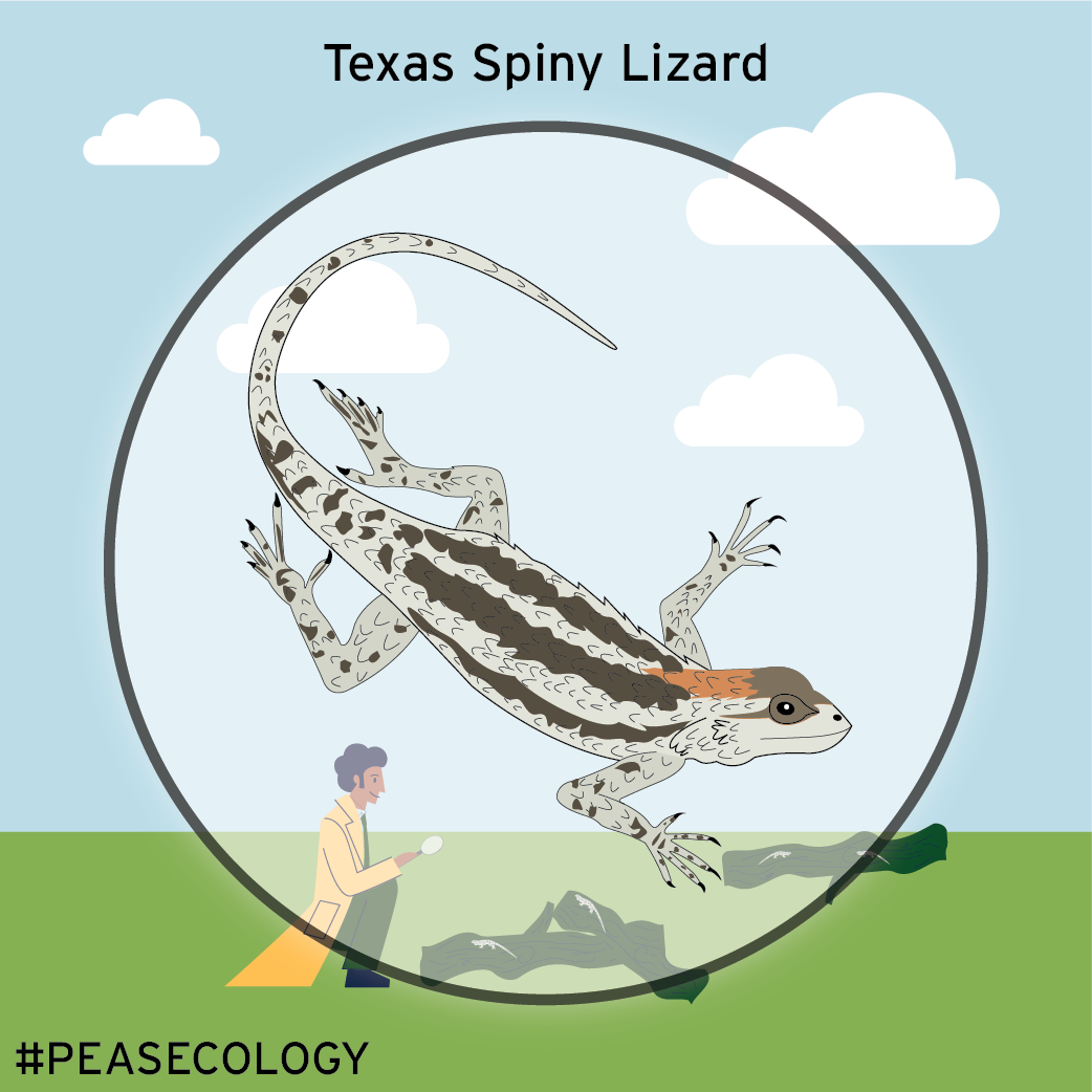 Texas Spiny Lizard-01.png