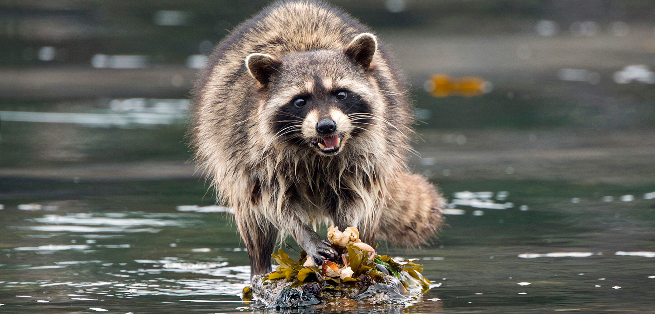 raccoon-header.jpg